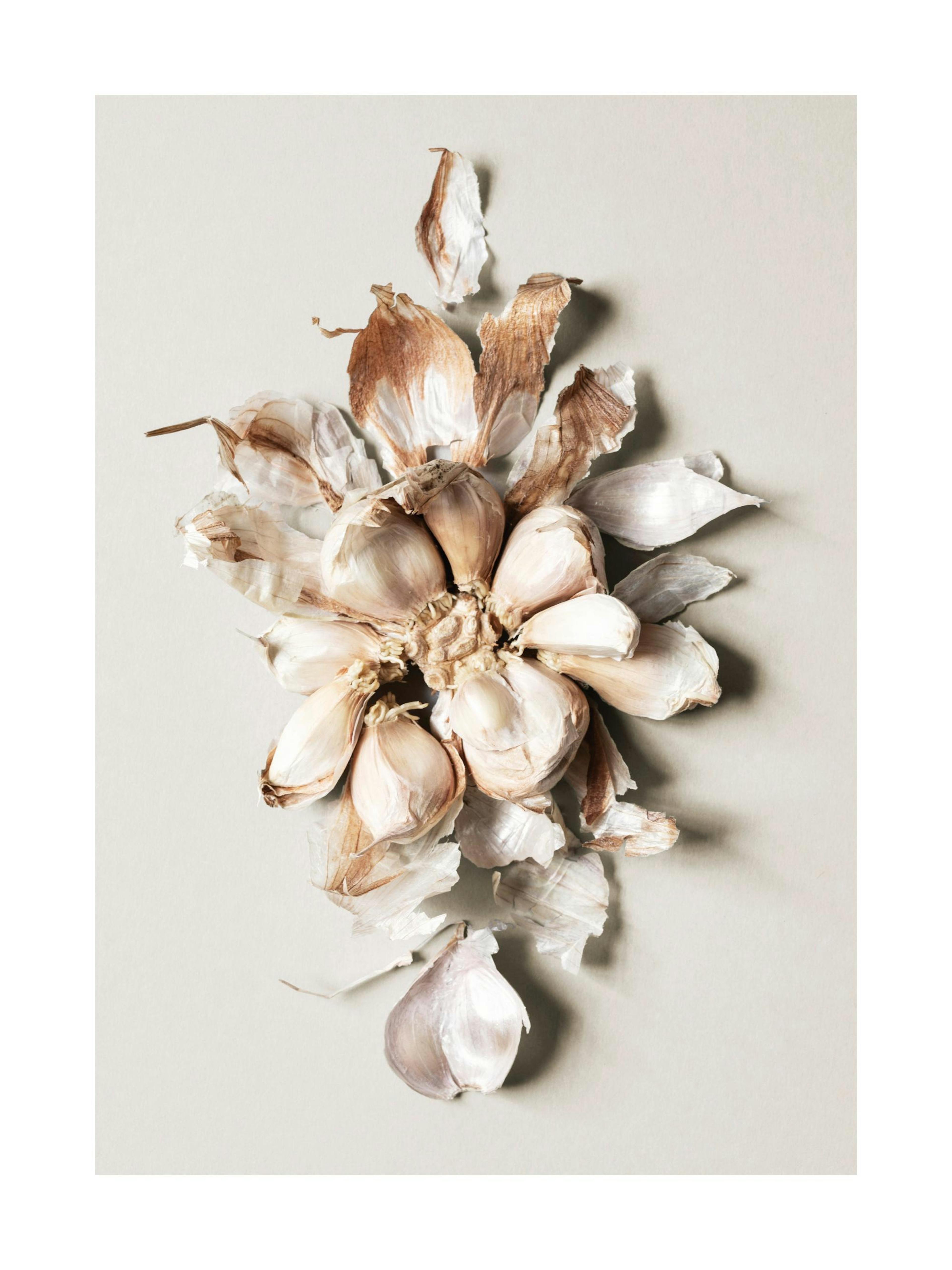 Flower of Garlic 포스터