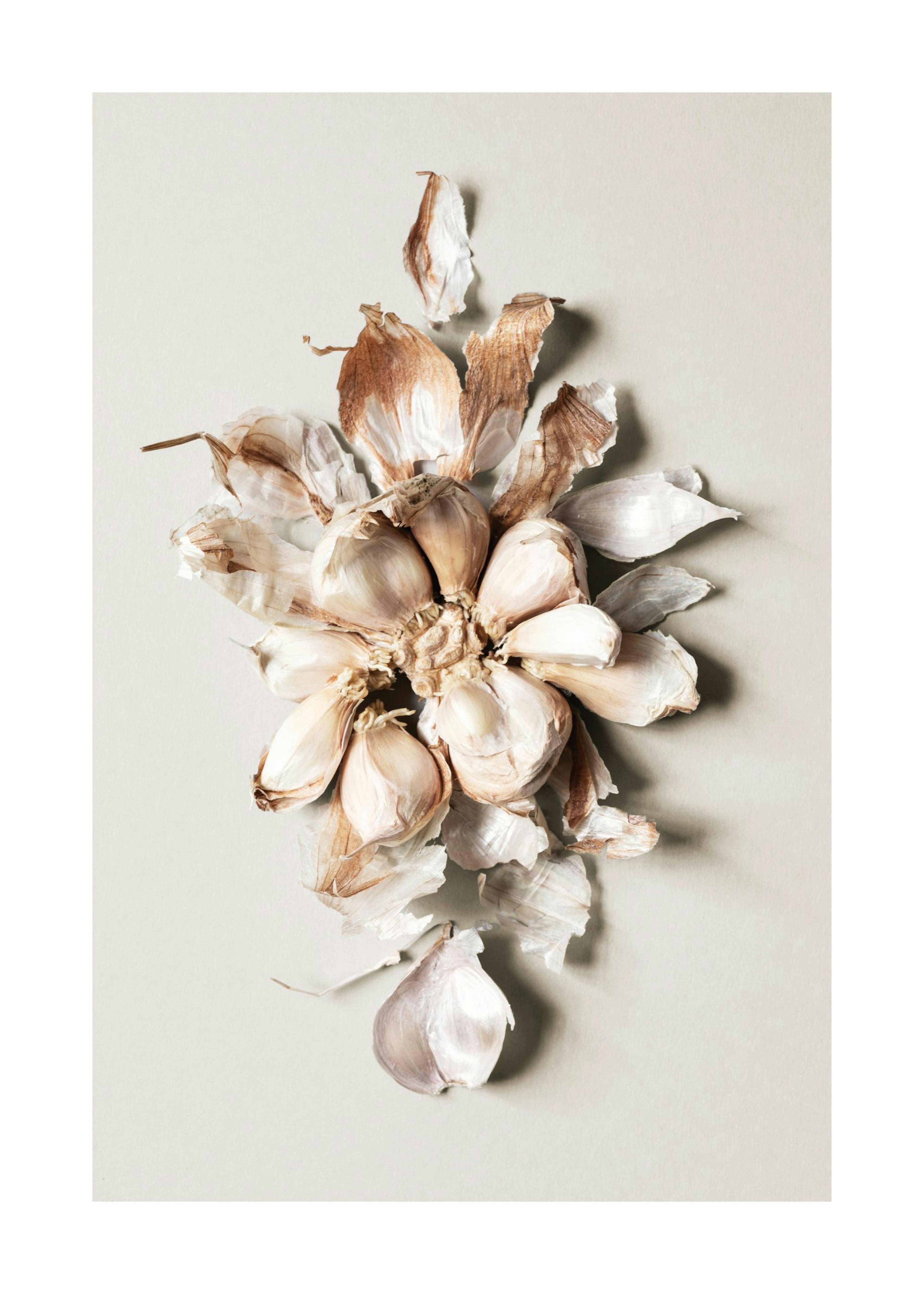 Flower of Garlic Plakat 0