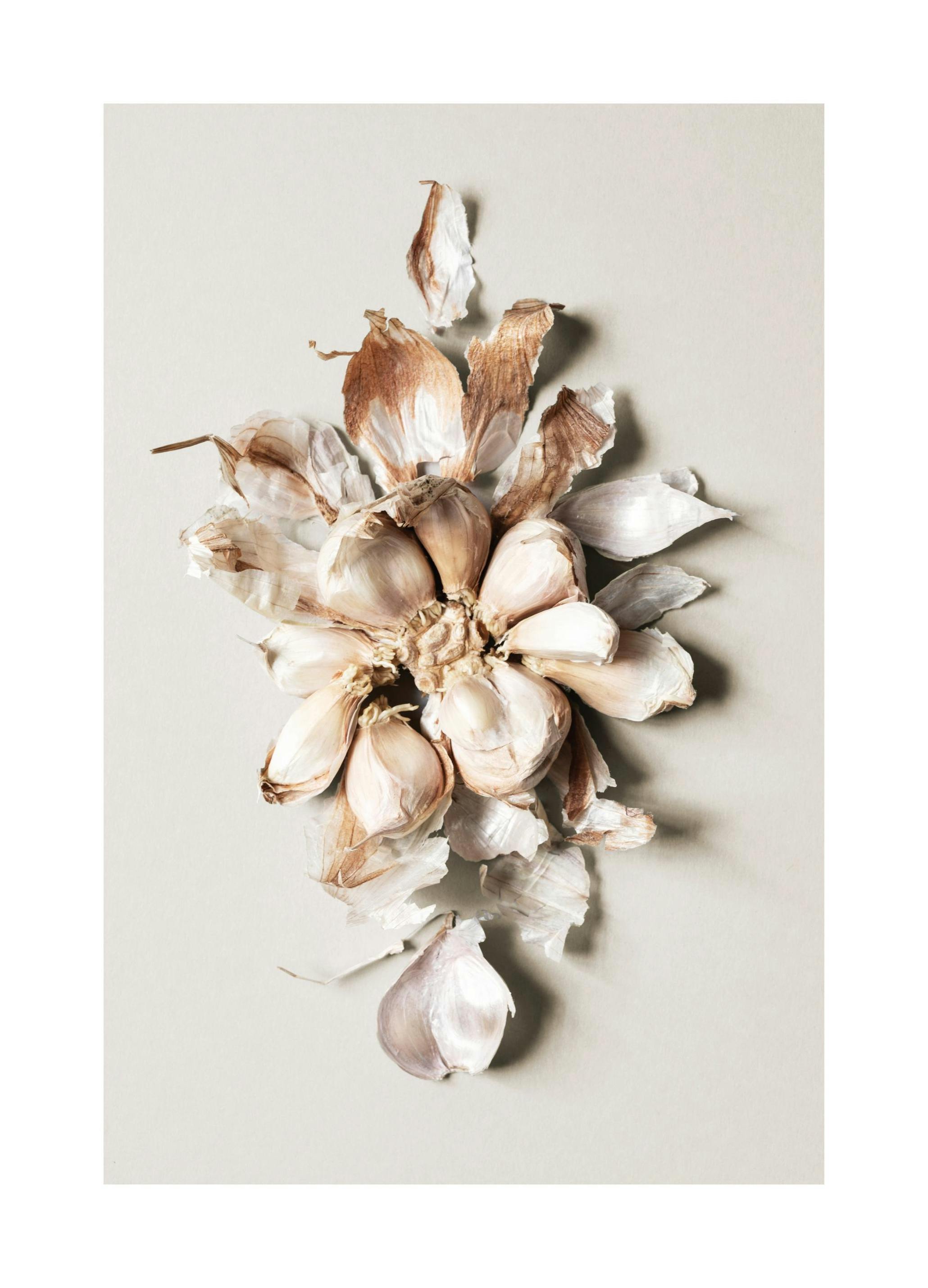 Flower of Garlic Poster (50x70 cm)- Comida