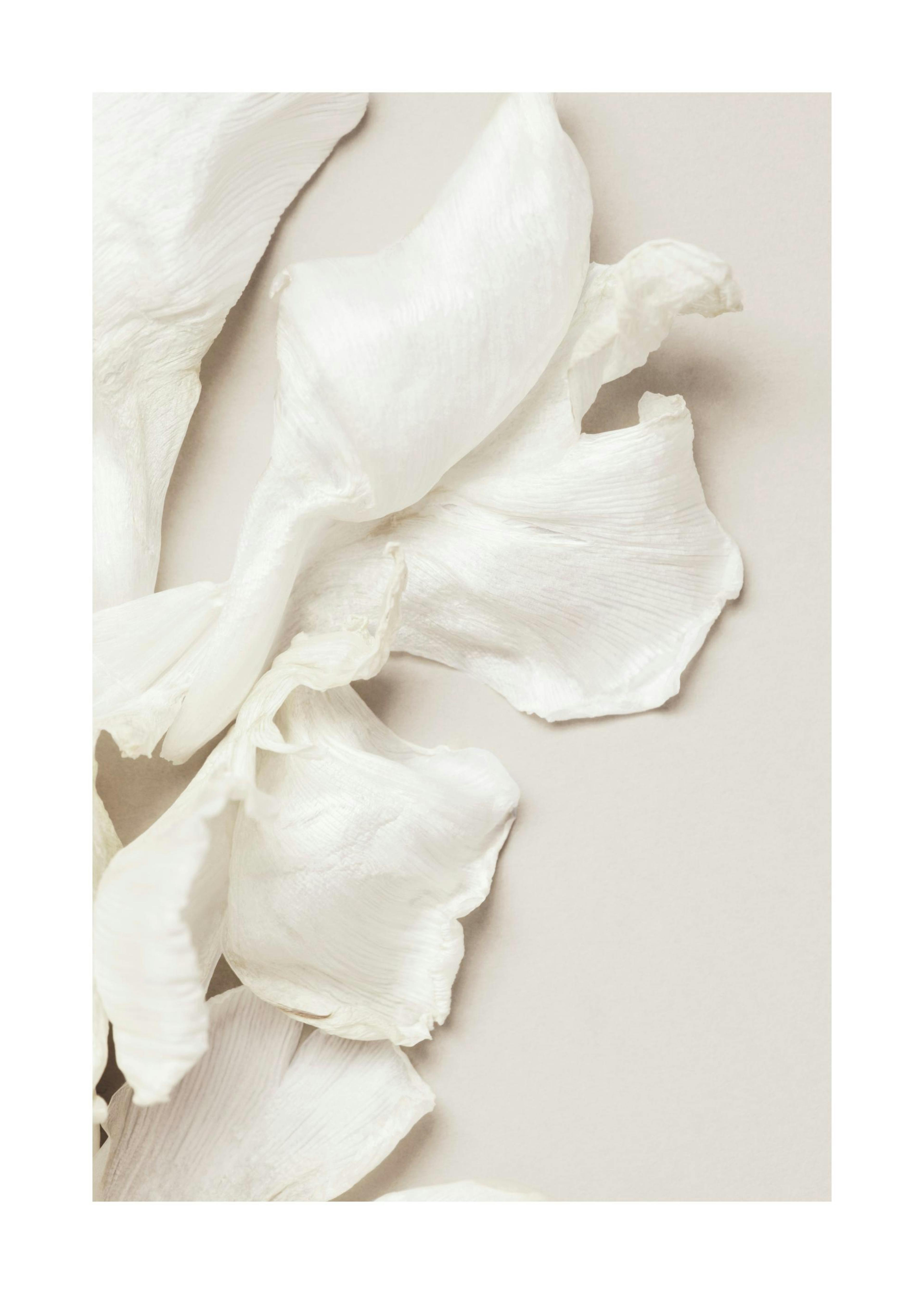 Tulip Petals Juliste 0