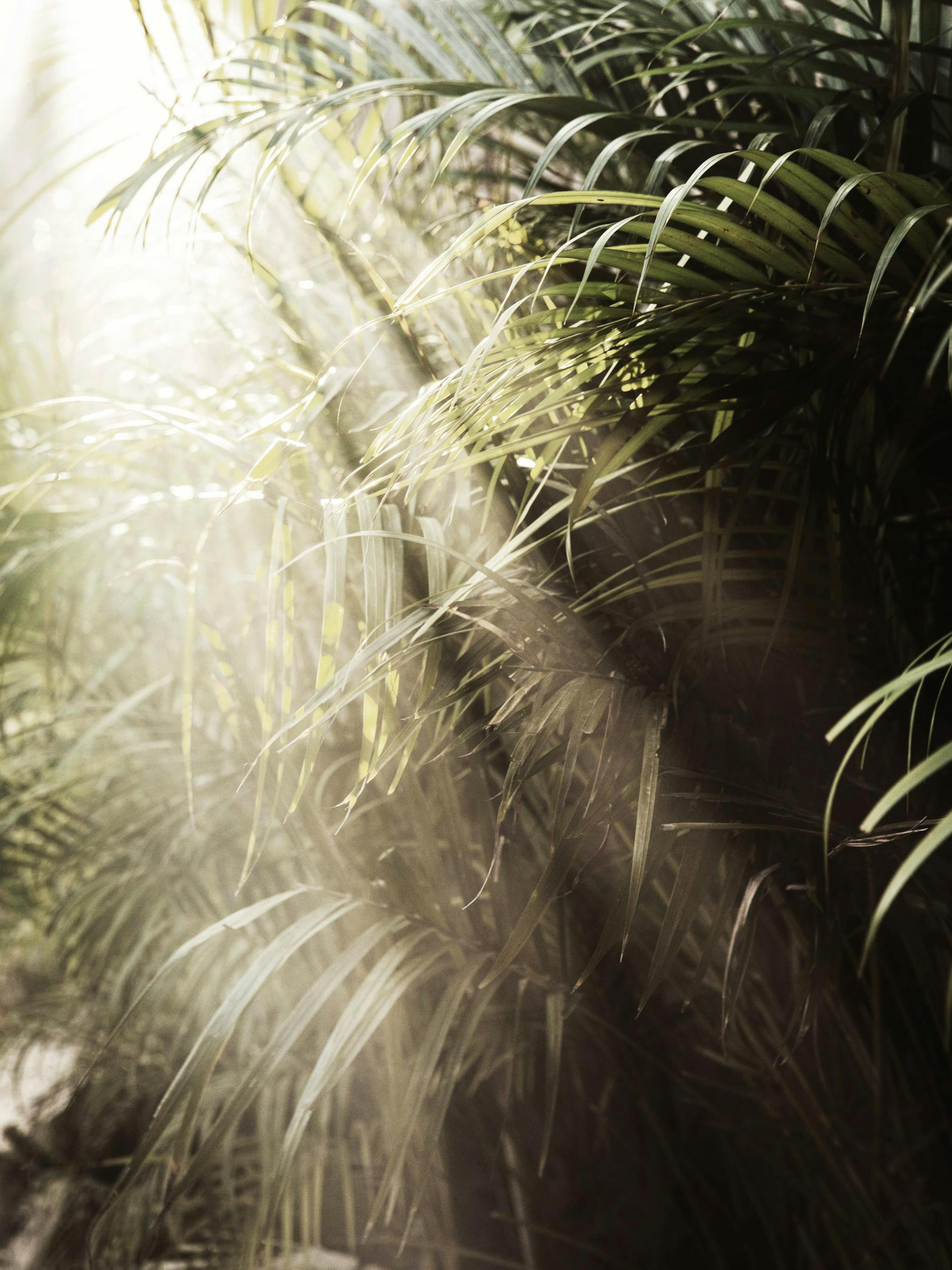 Hazy Palm Trees Poster