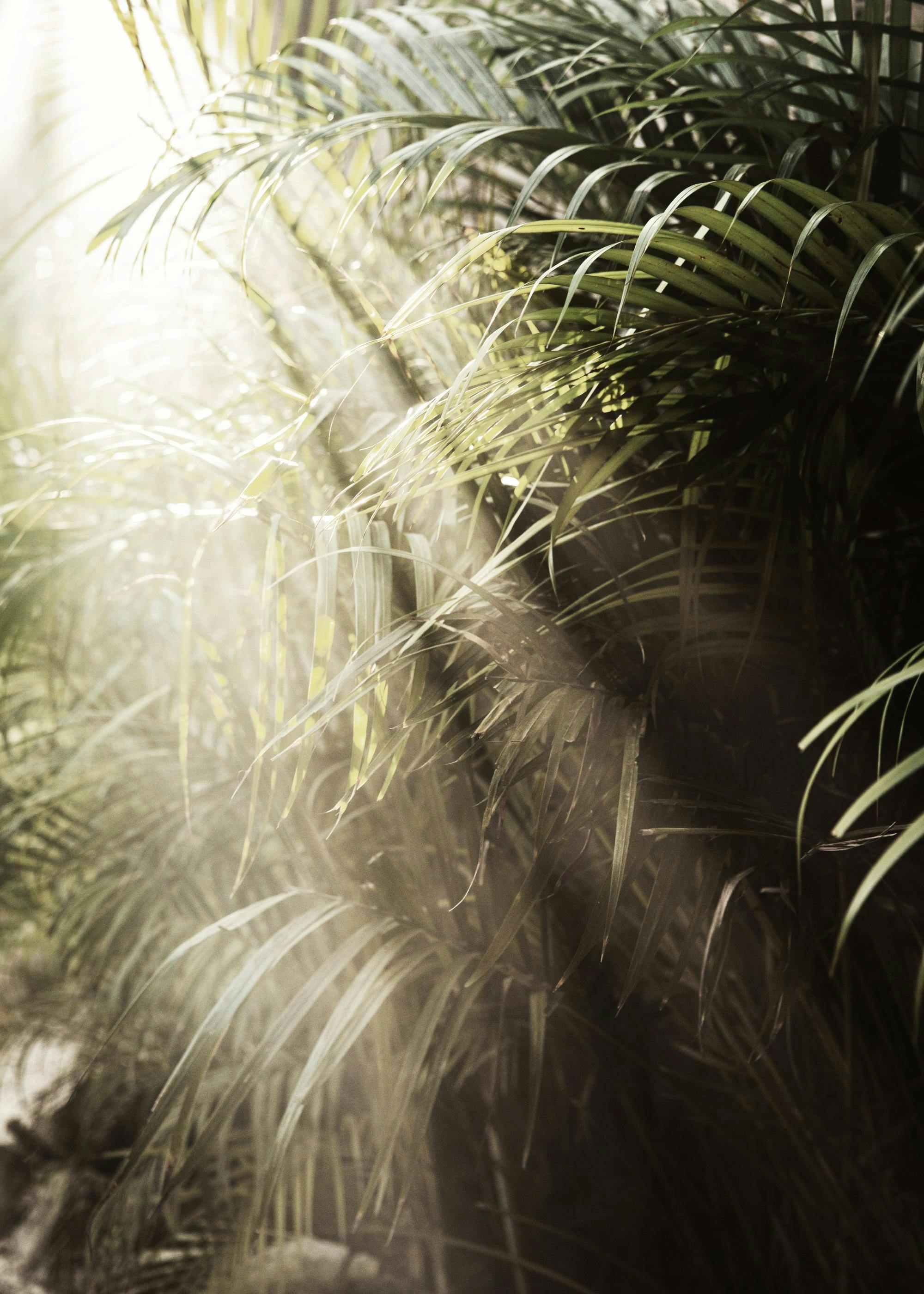 Hazy Palm Trees Plakat 0