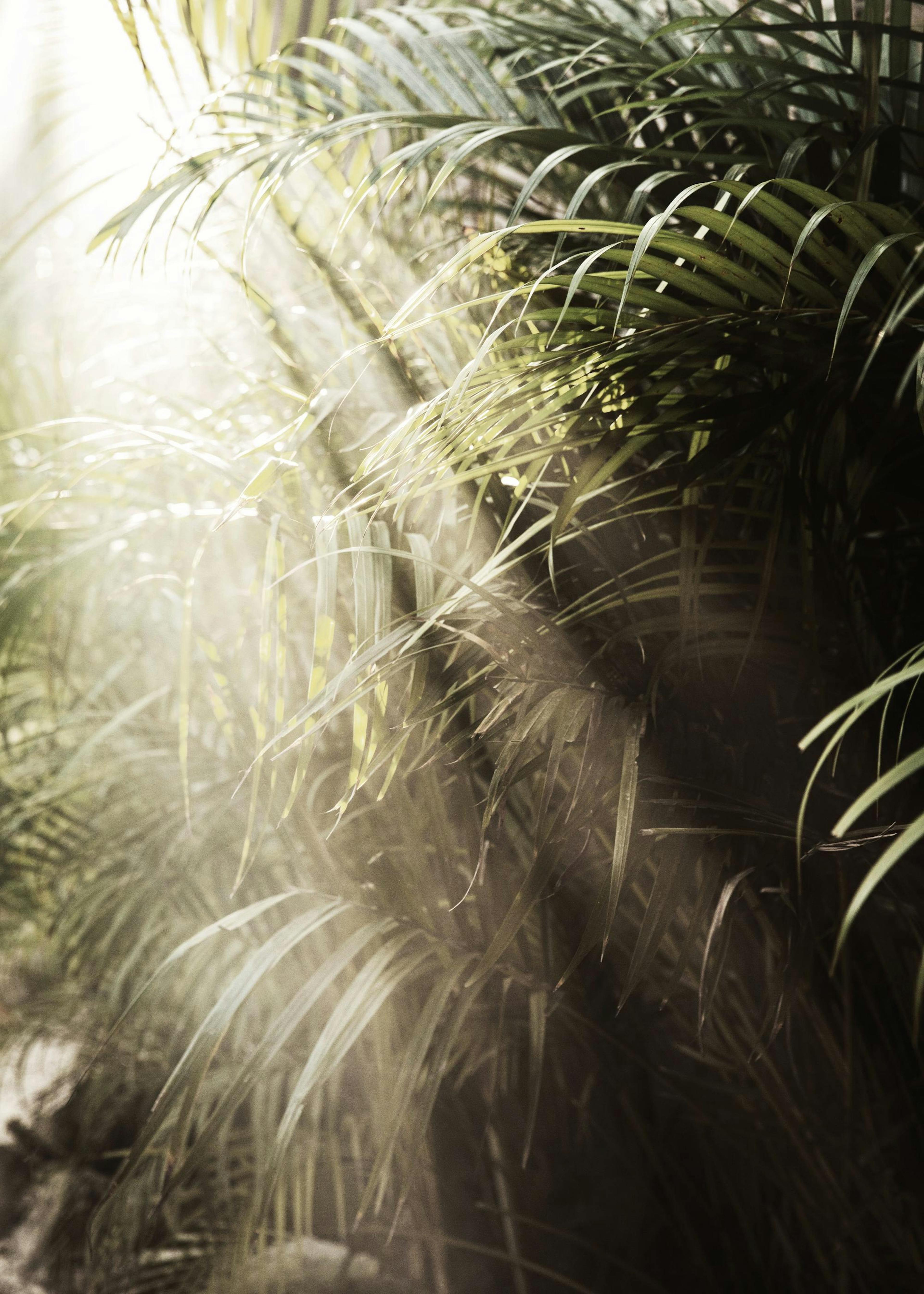 Hazy Palm Trees Poster 0