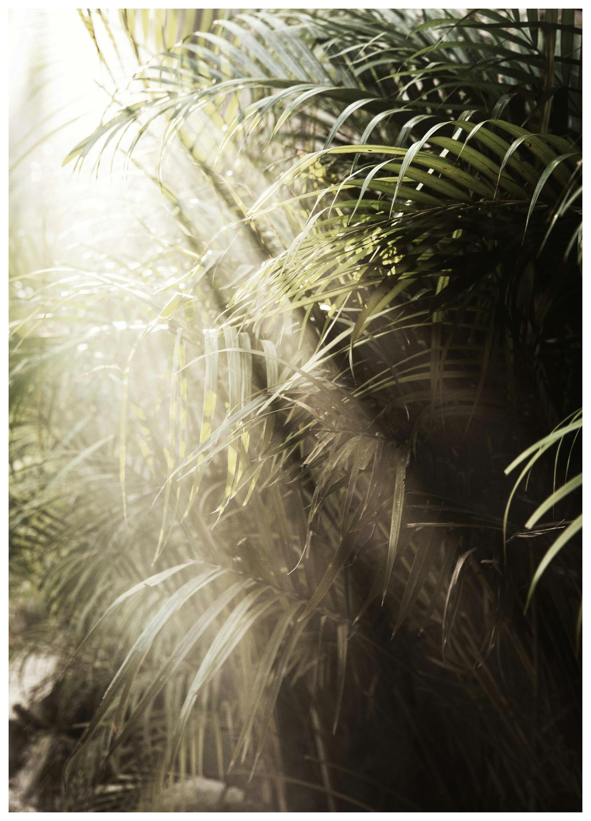 Hazy Palm Trees Poster (30x40 cm) -  Fotografien