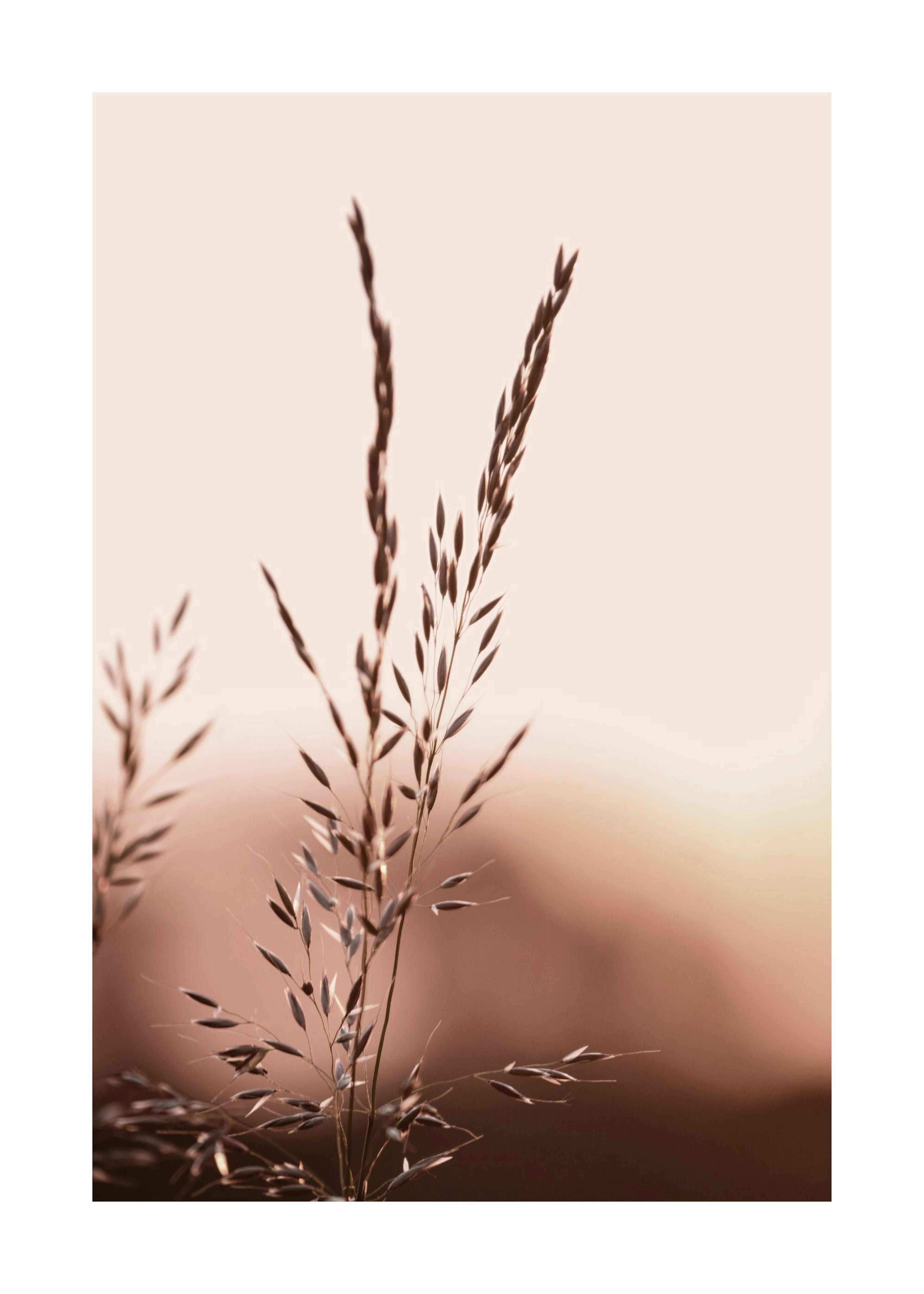 Sunset Meadow Print 0