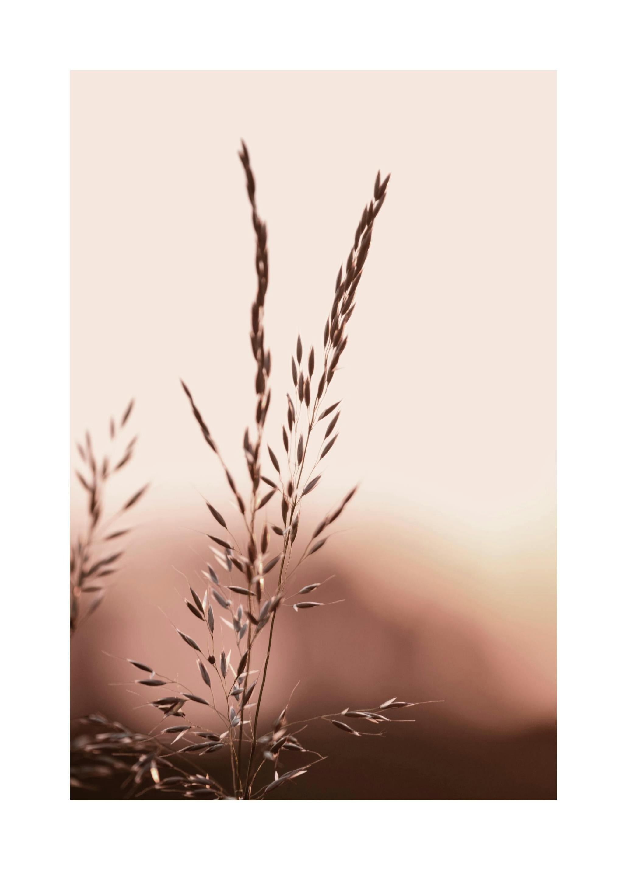 Sunset Meadow Poster (30x40 cm) -  Poster mit Pflanzenmotiven