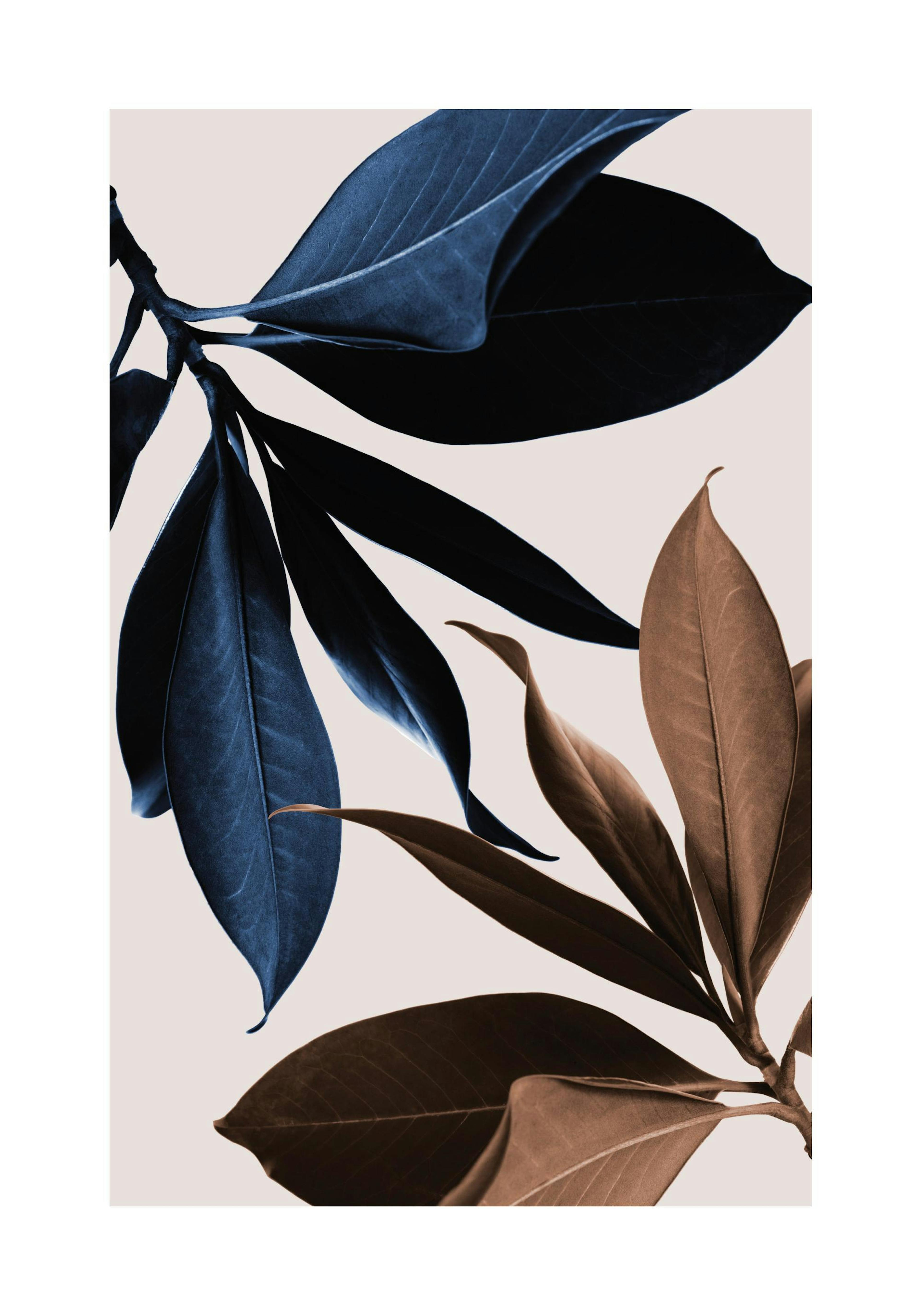 Blue Magnolia No1 Plakát