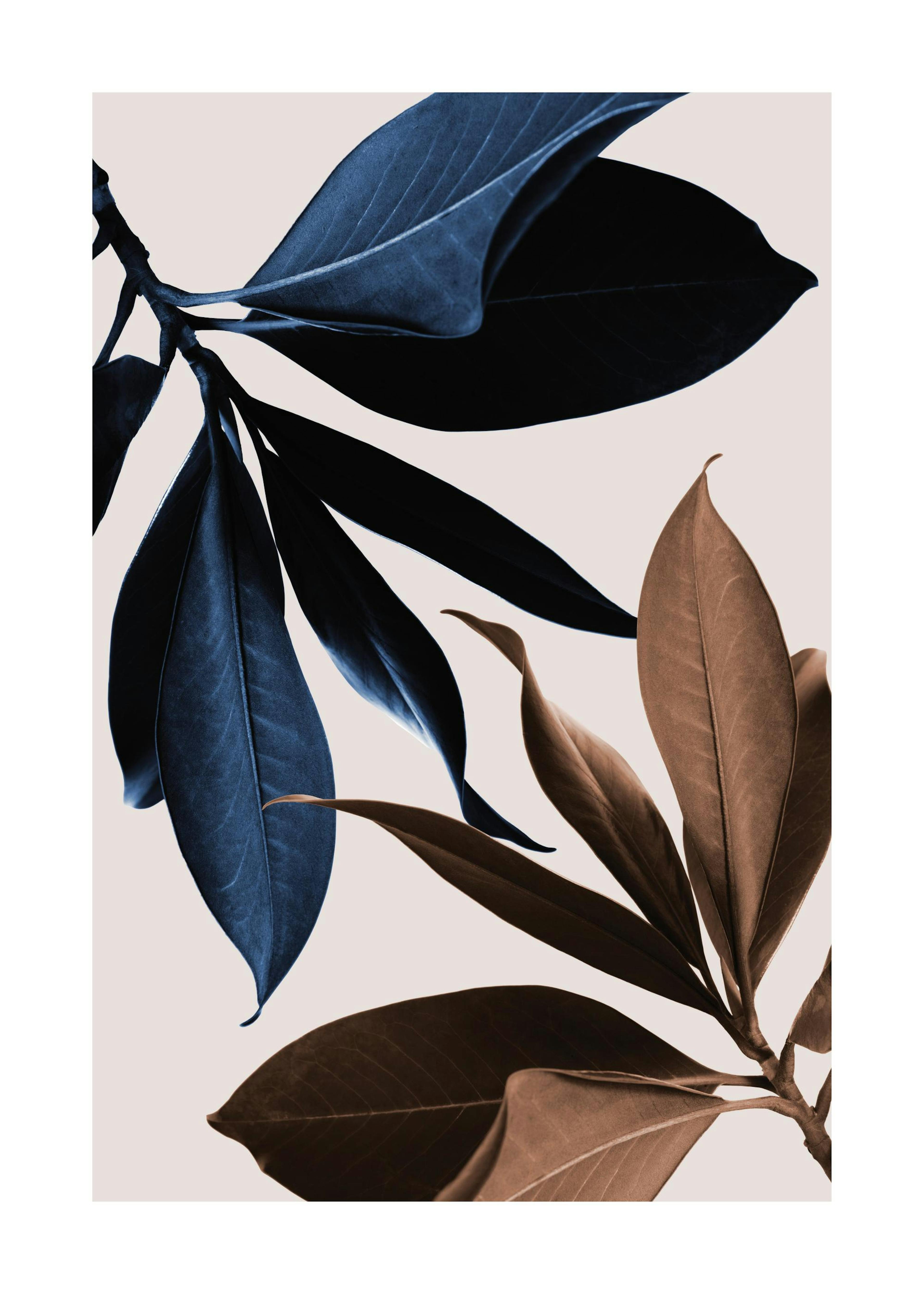 Blue Magnolia No1 Poster 0