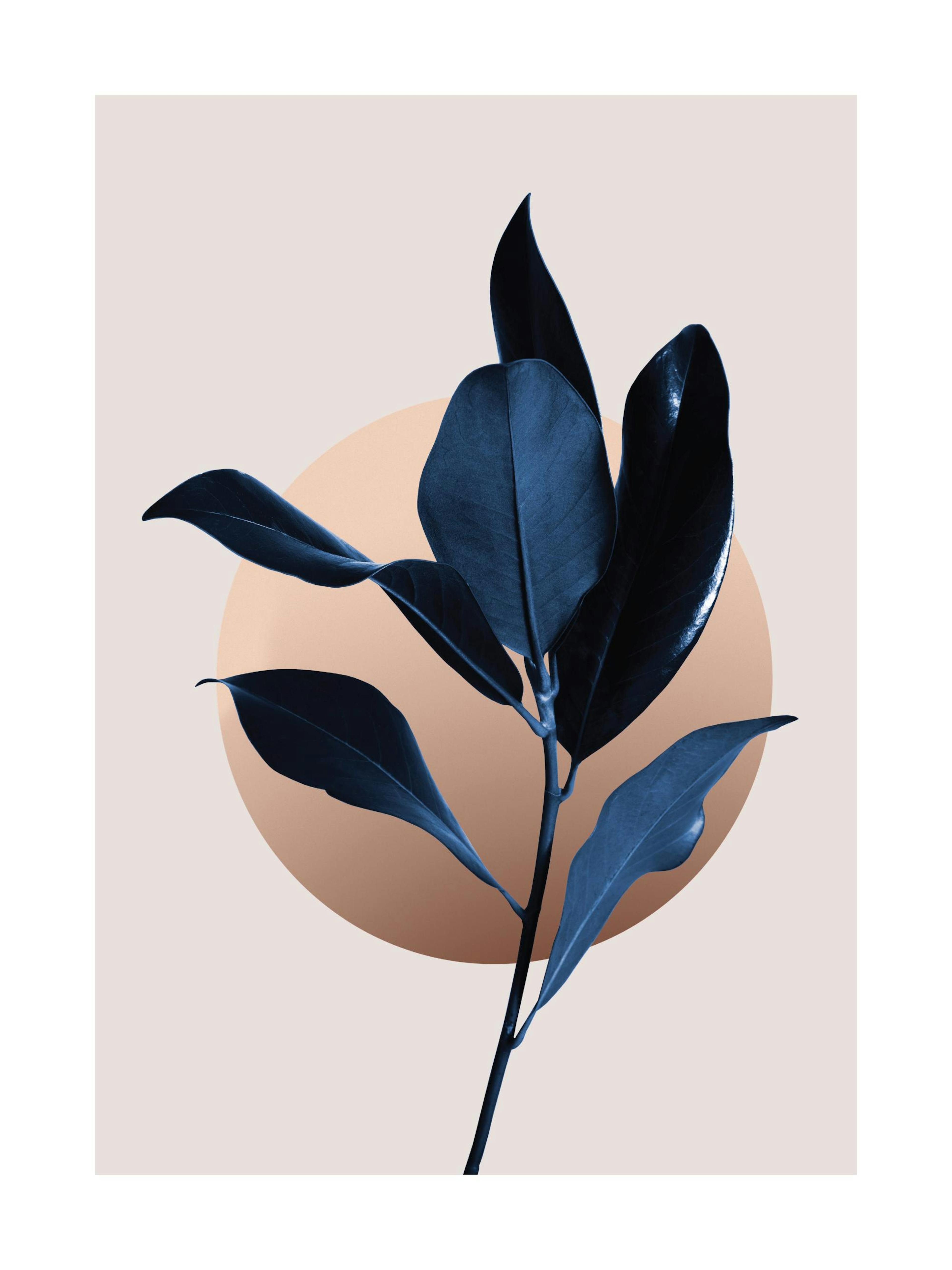 Blue Magnolia No2 Poster