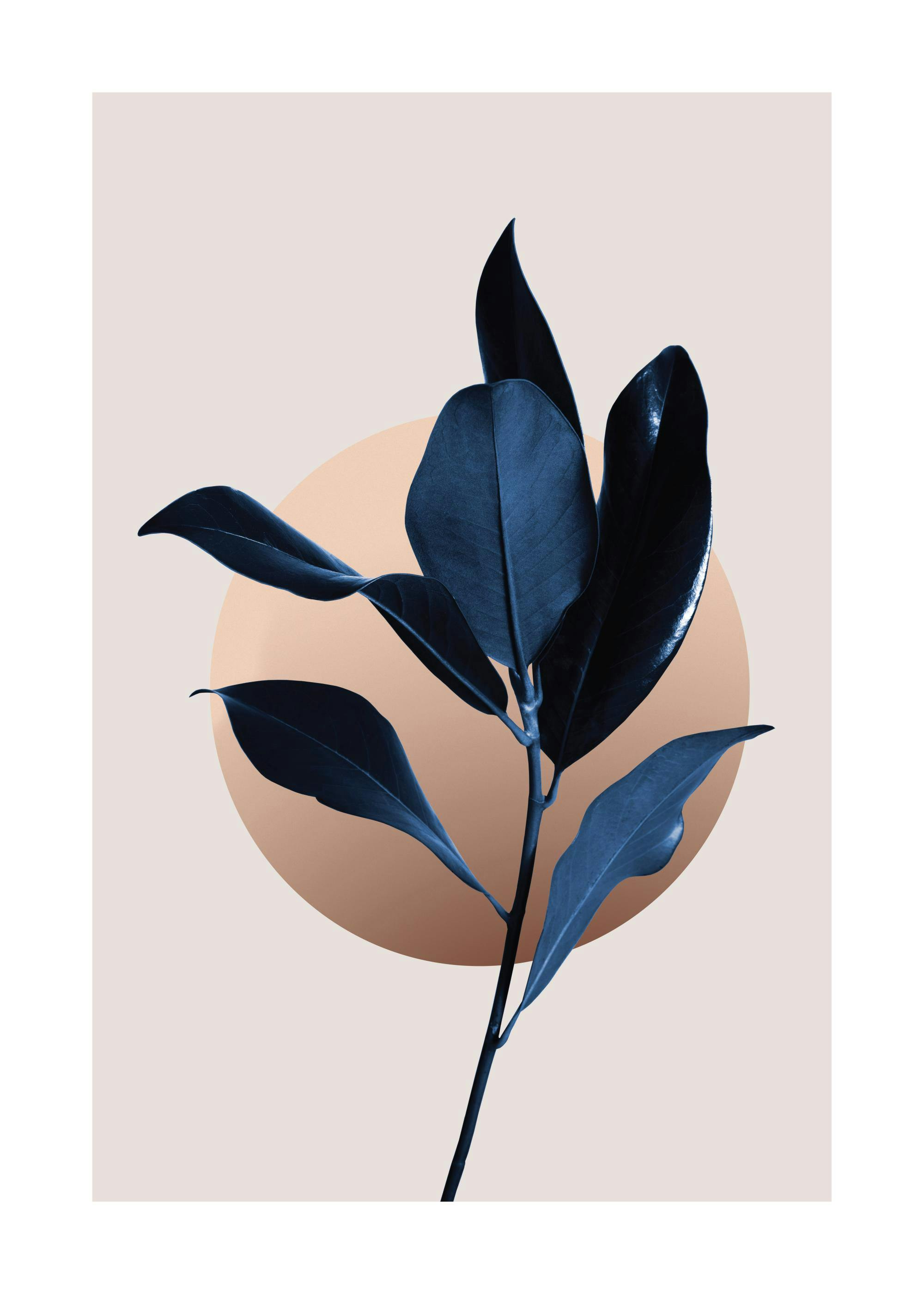 Blue Magnolia No2 Plakát 0