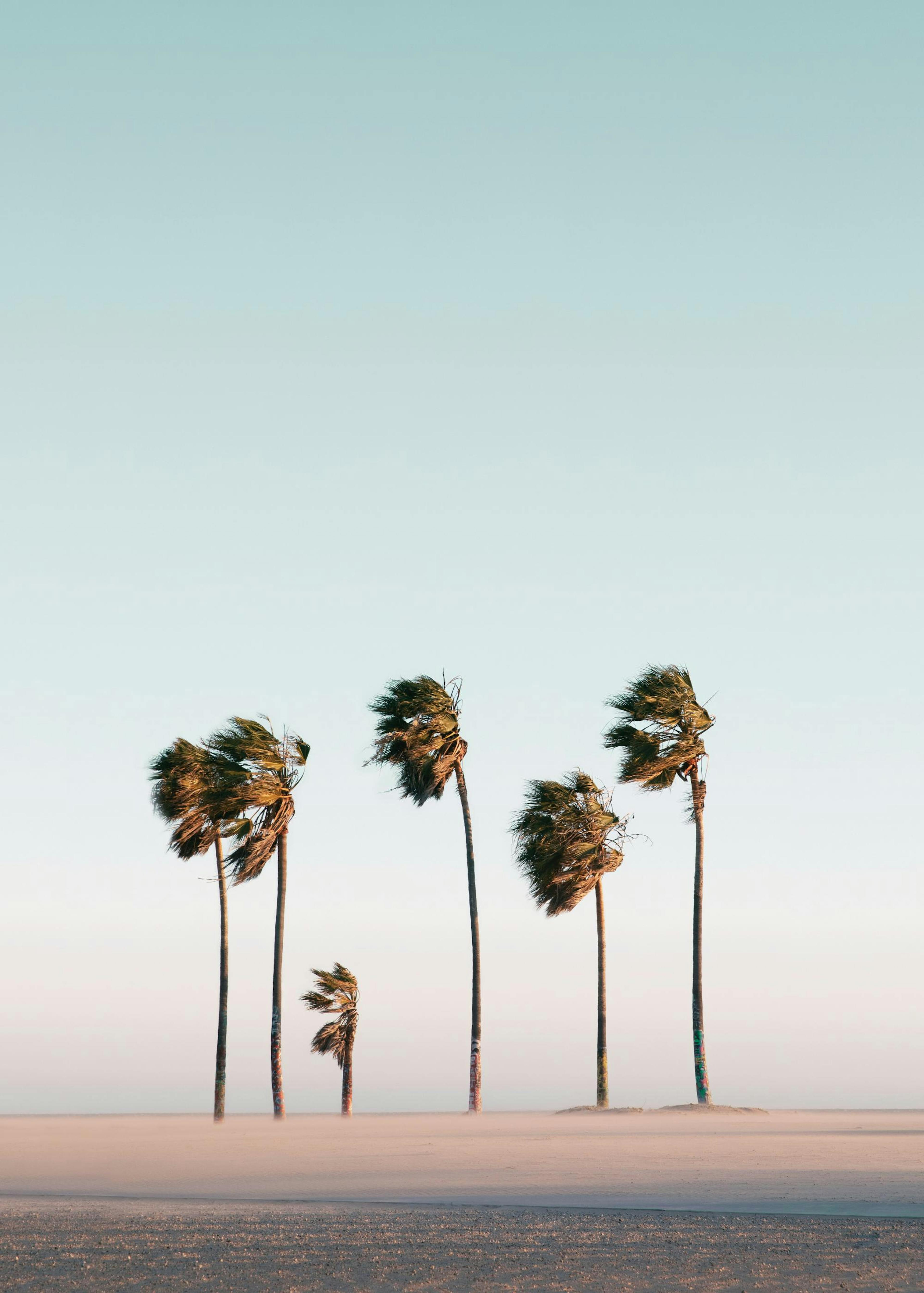 Beach Palms Affiche 0