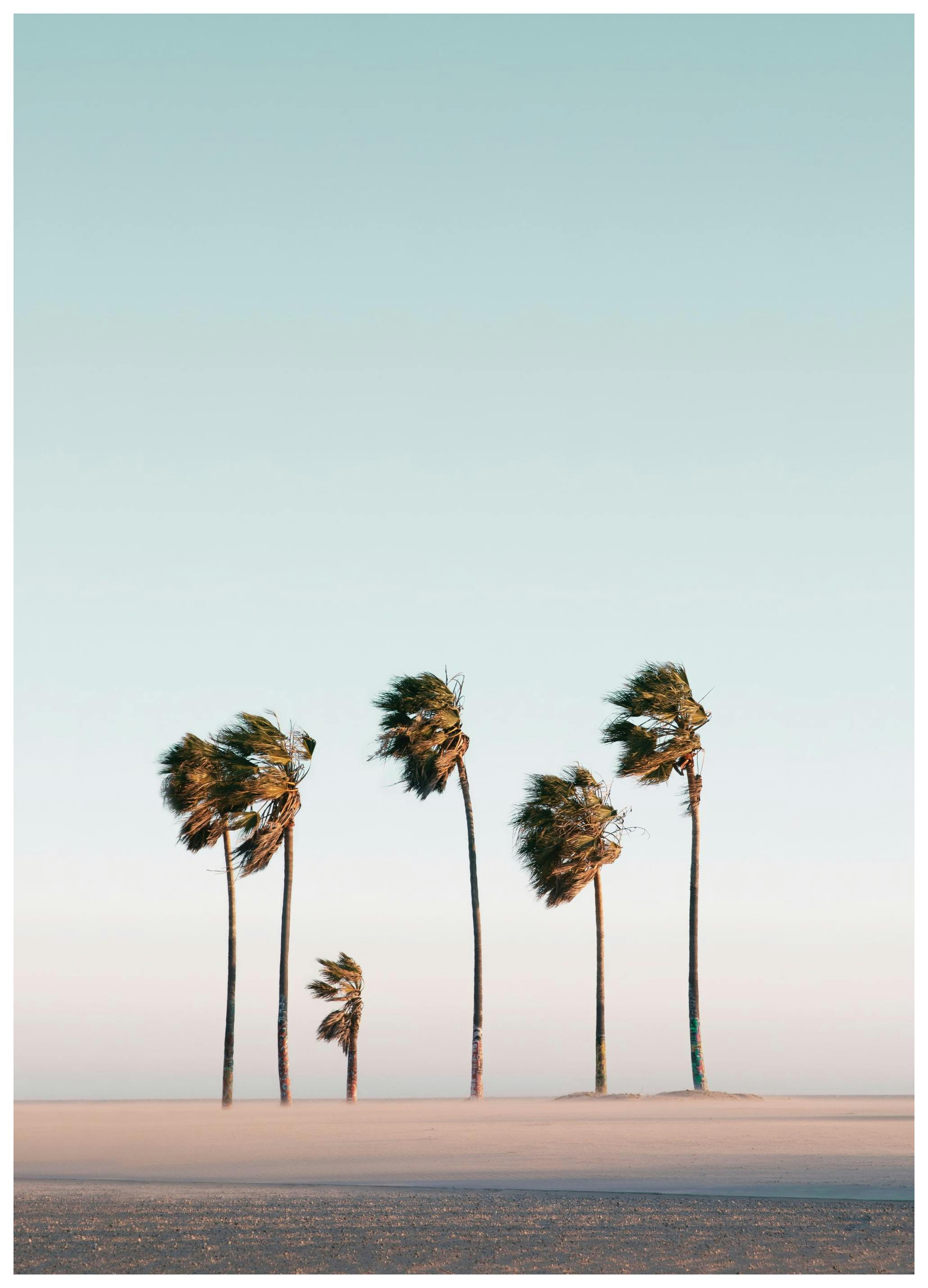 Beach Palms Poster (50x70 cm)