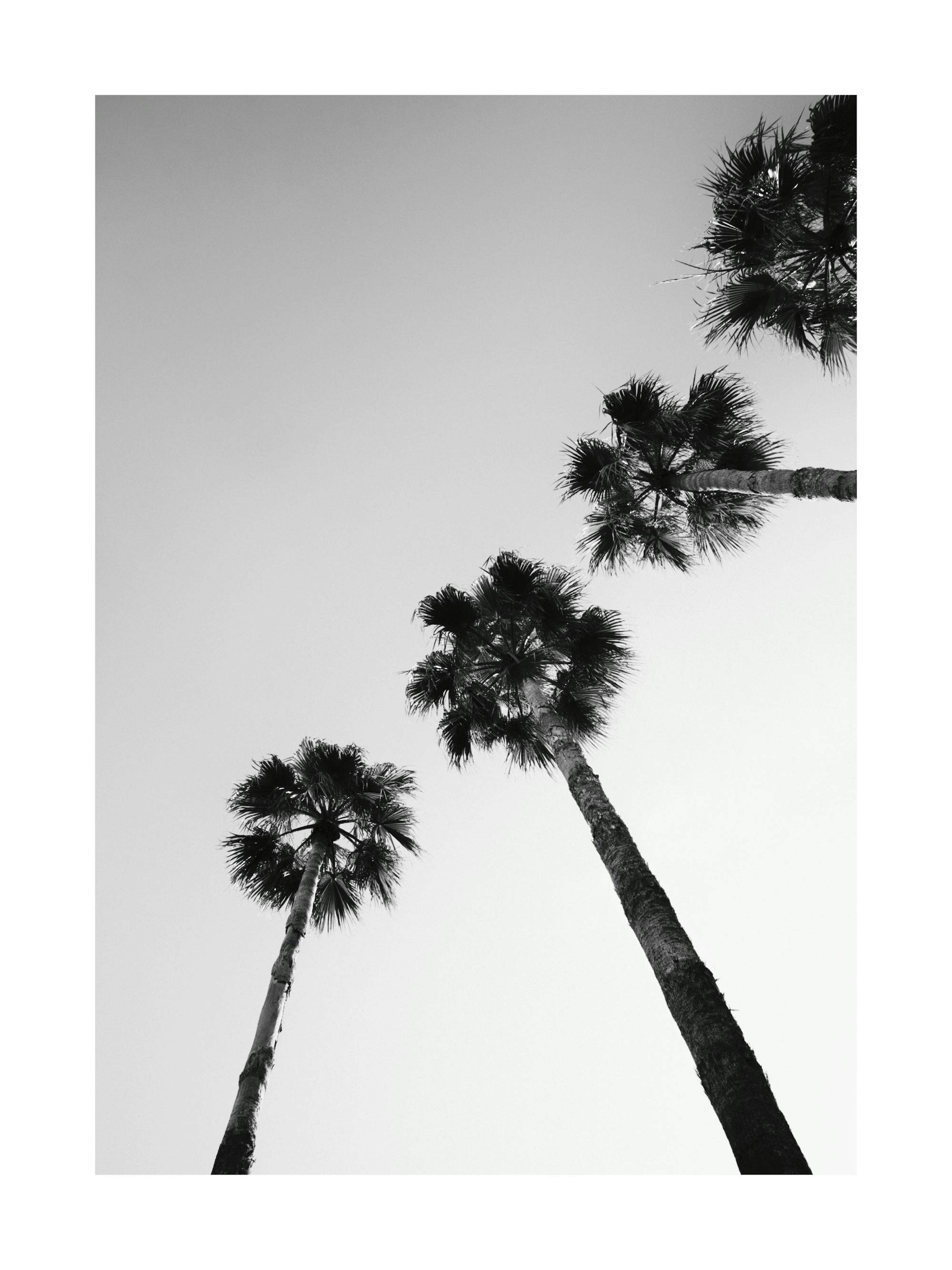 Palm Tree Line Up Print