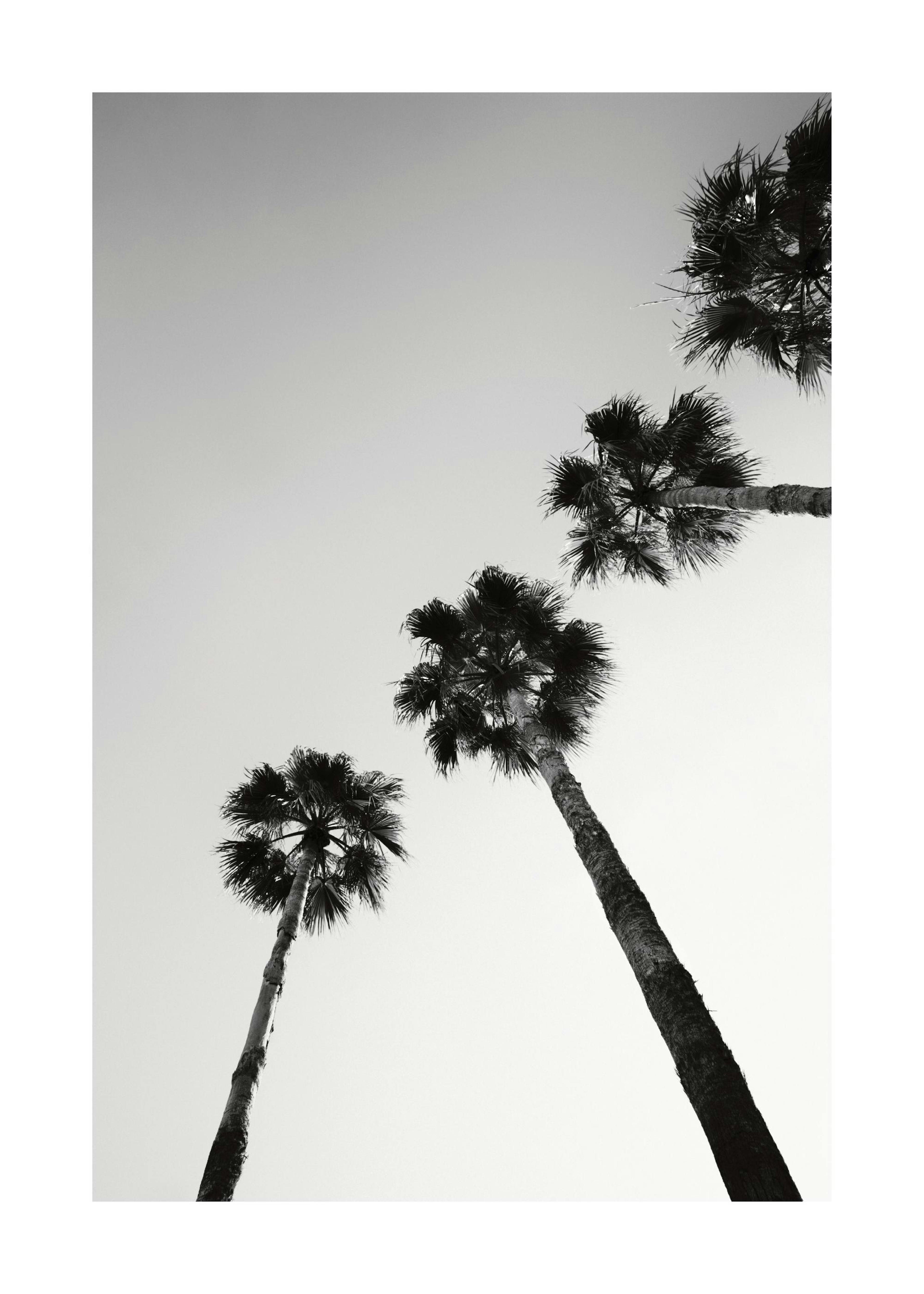 Palm Tree Line Up Print 0