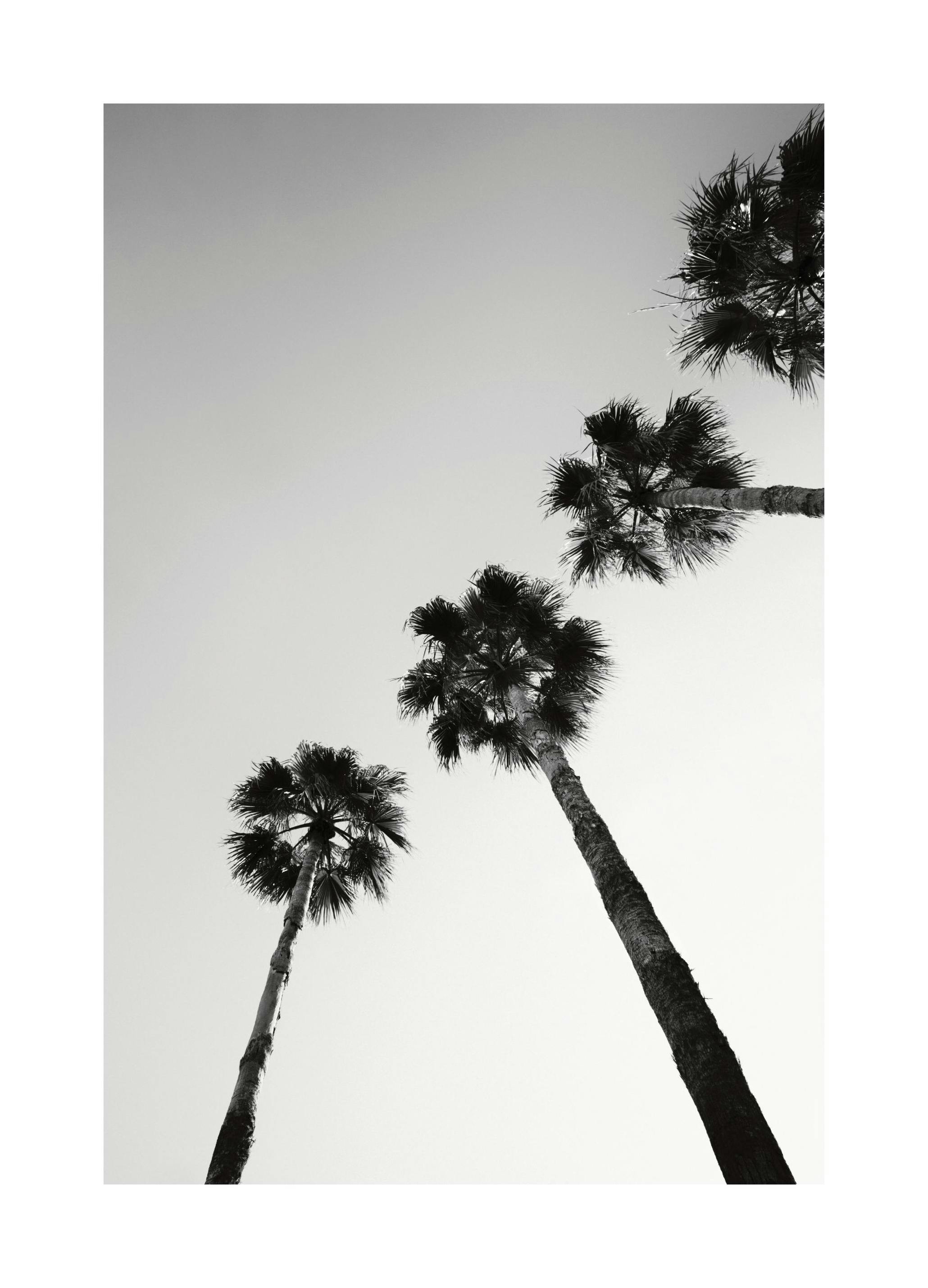 Palm Tree Line Up Poster (30x40 cm)
