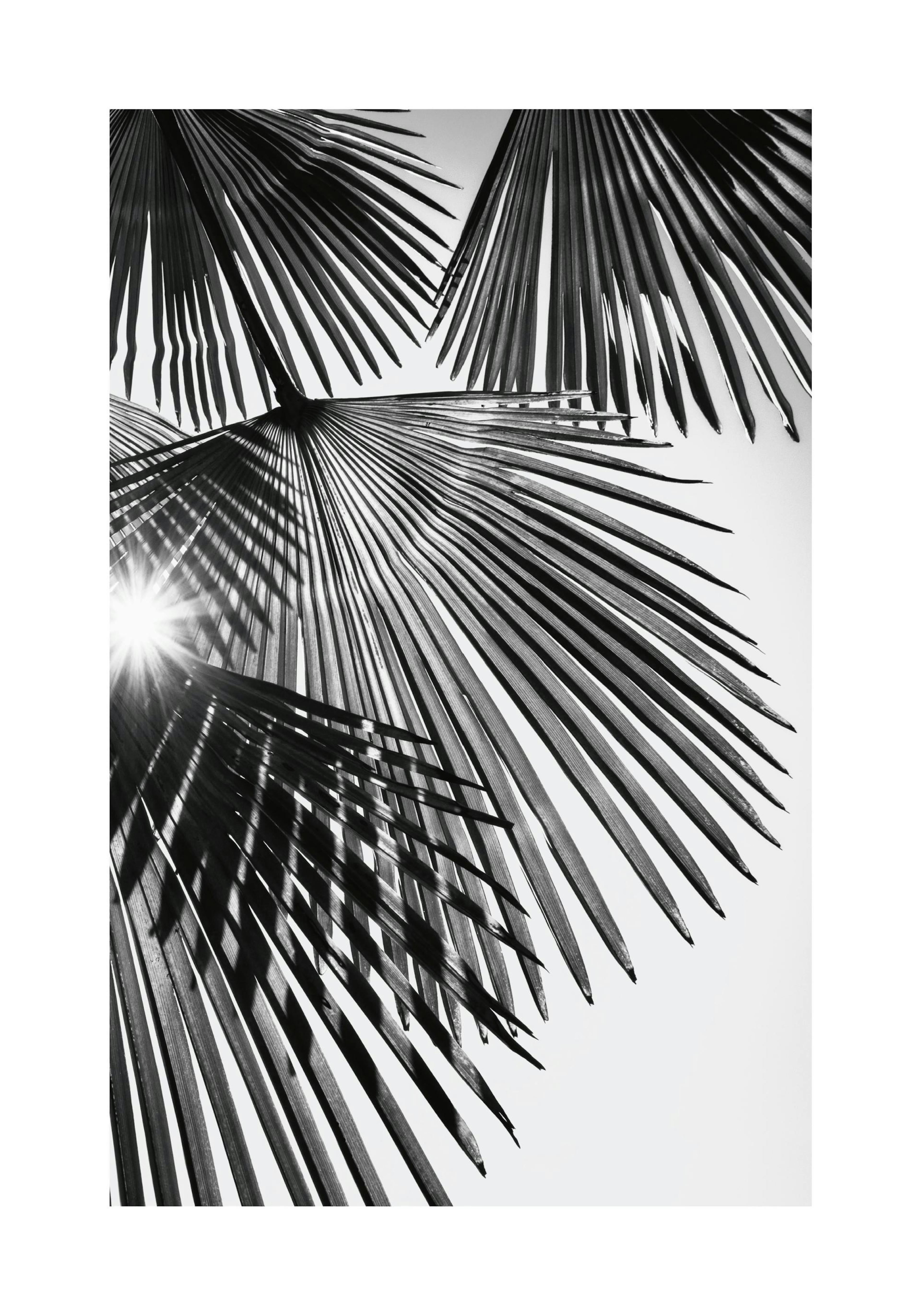 Sunlight Through Palm Leaves Print
