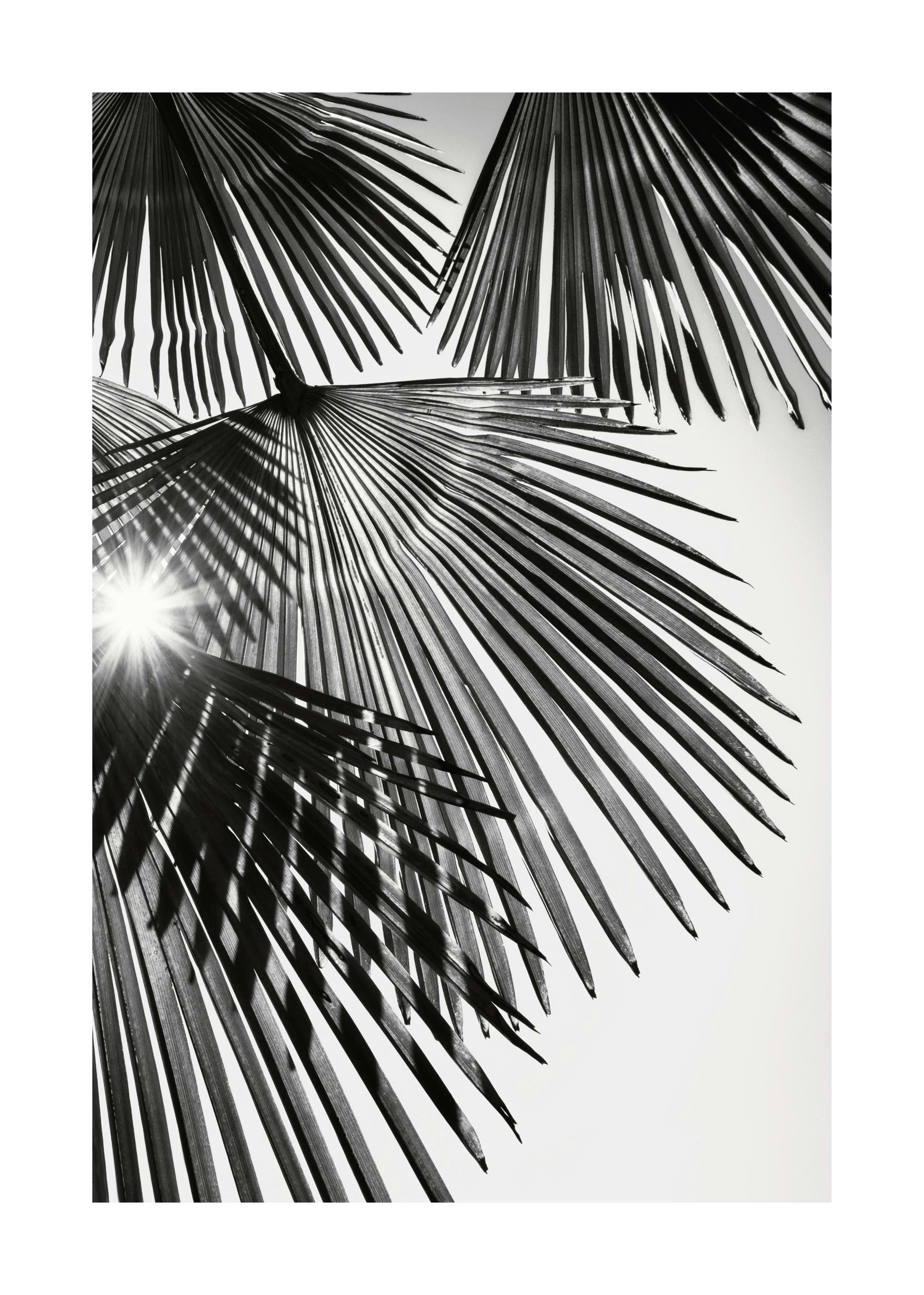 Sunlight Through Palm Leaves Print 0