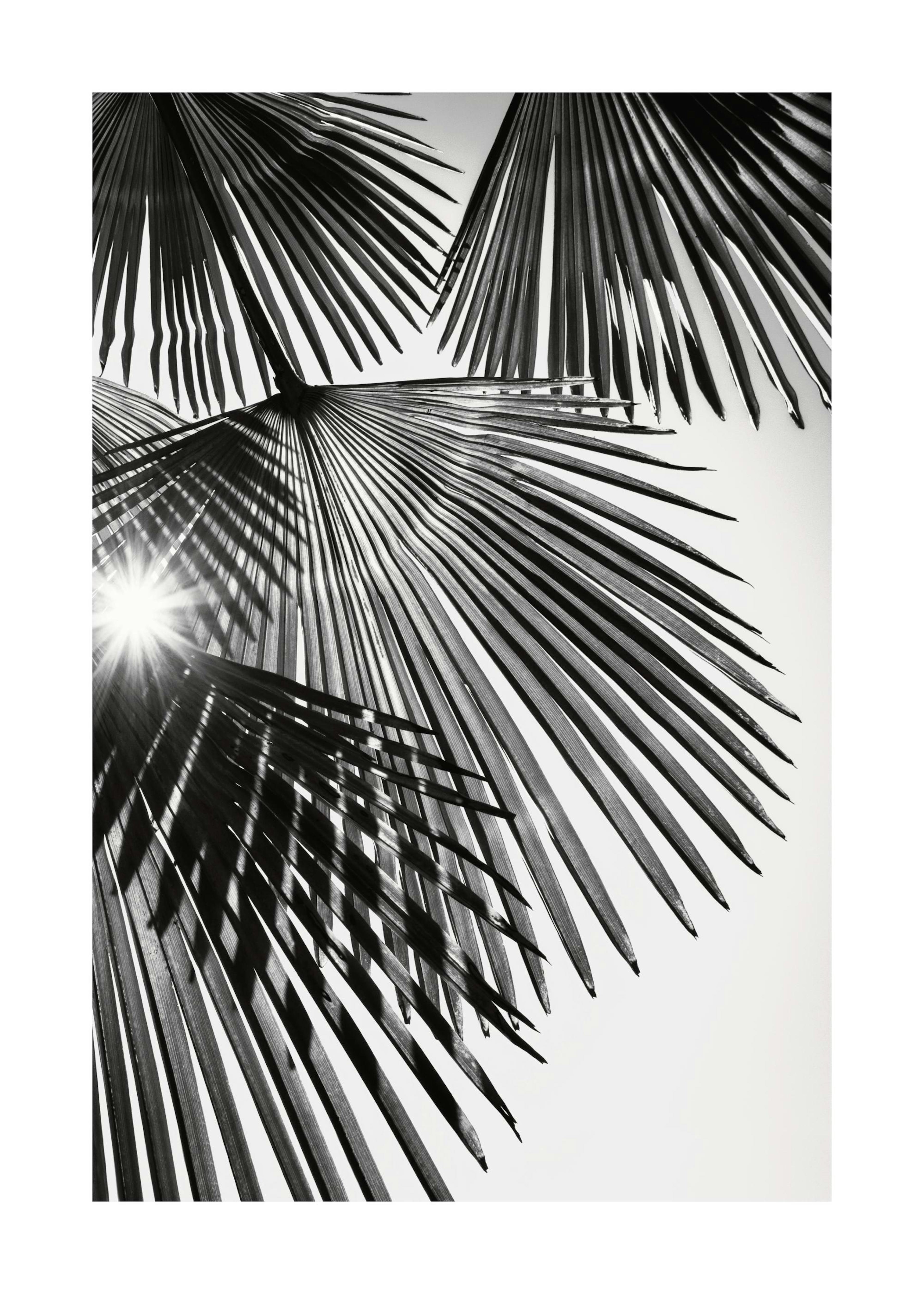 Sunlight Through Palm Leaves Juliste 0