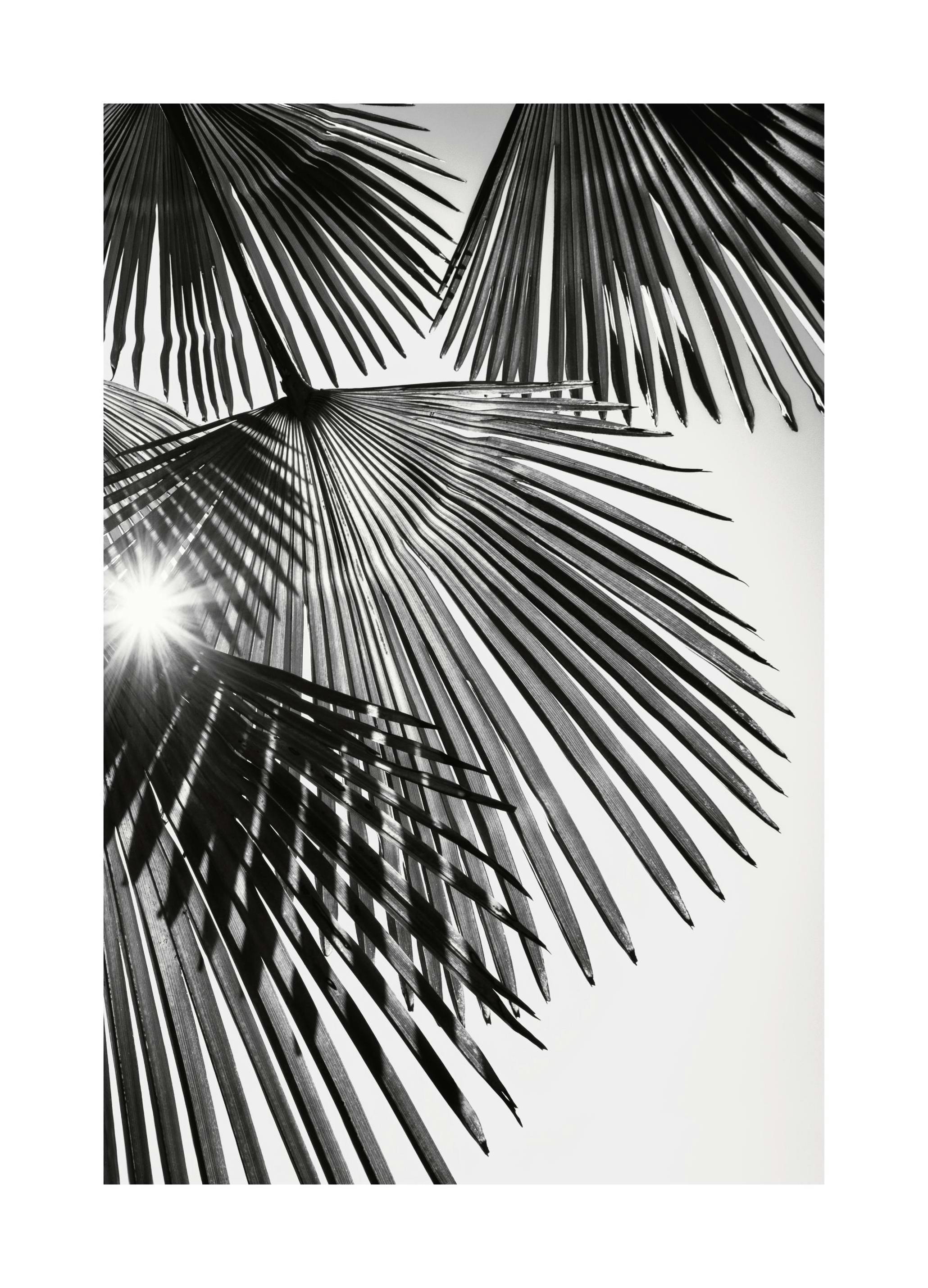 Sunlight Through Palm Leaves Poster (30x40 cm)