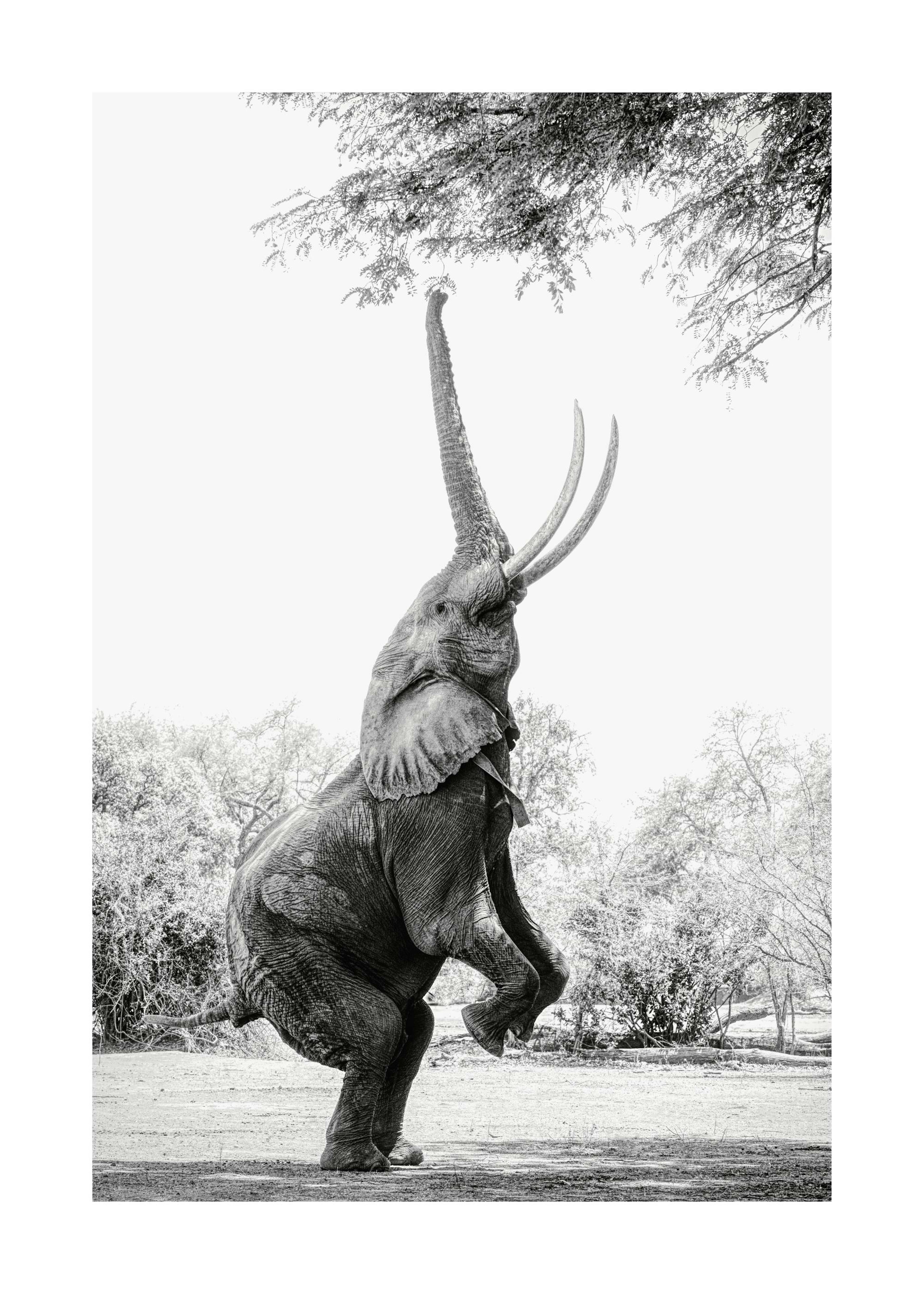 Balancing Elephant Print 0
