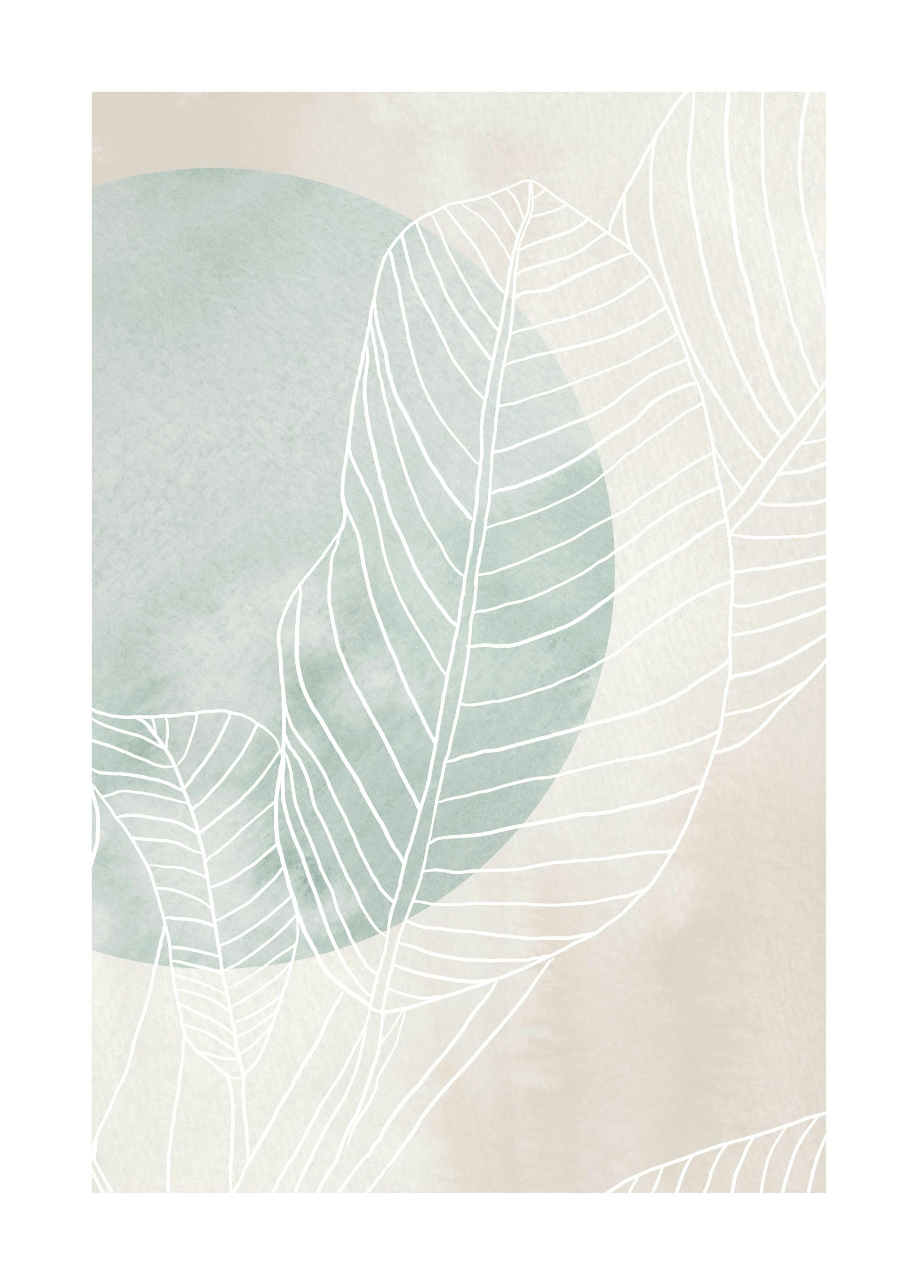 Ficus Line Drawing Poster 0