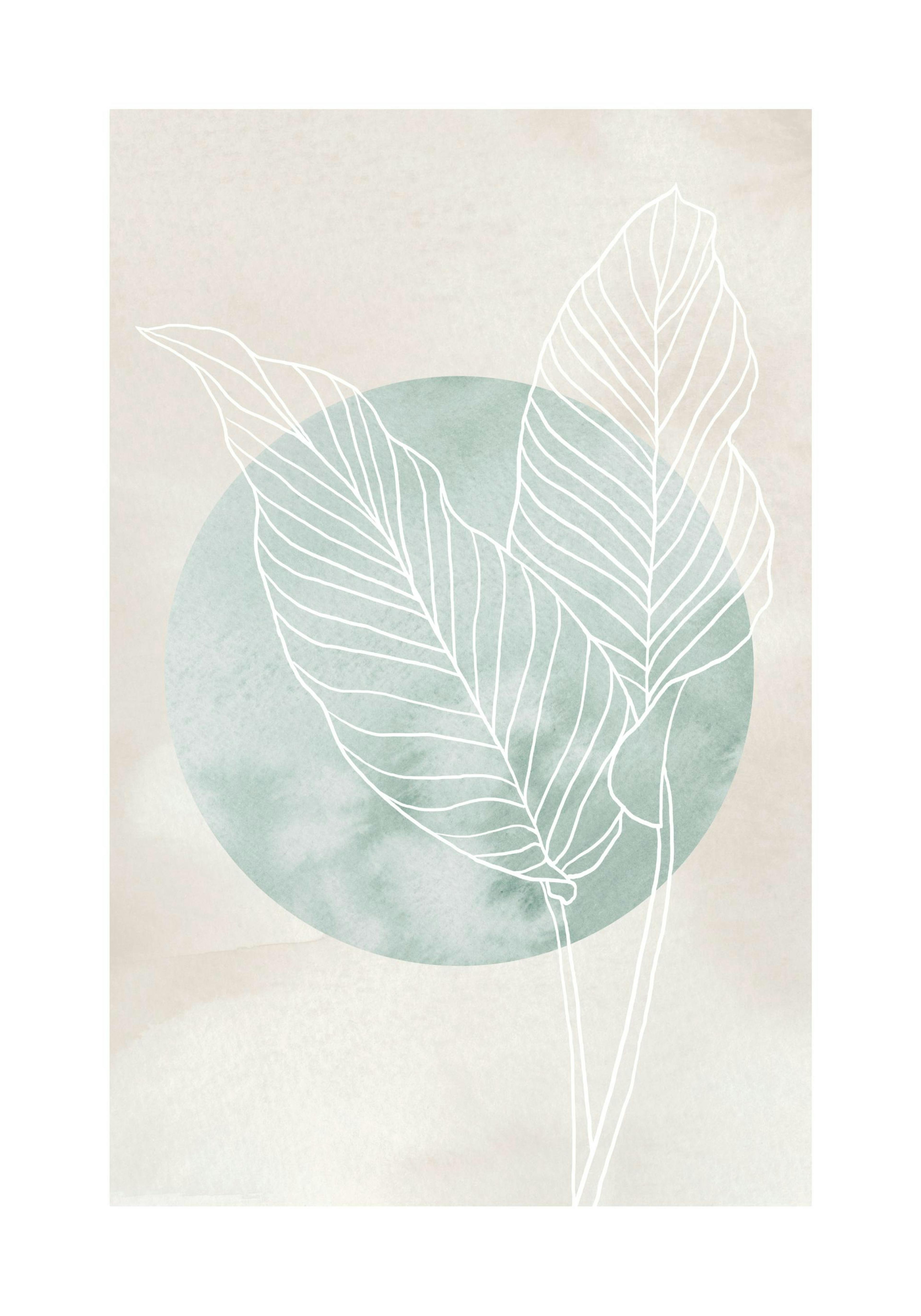 Calathea Line Drawing Poster