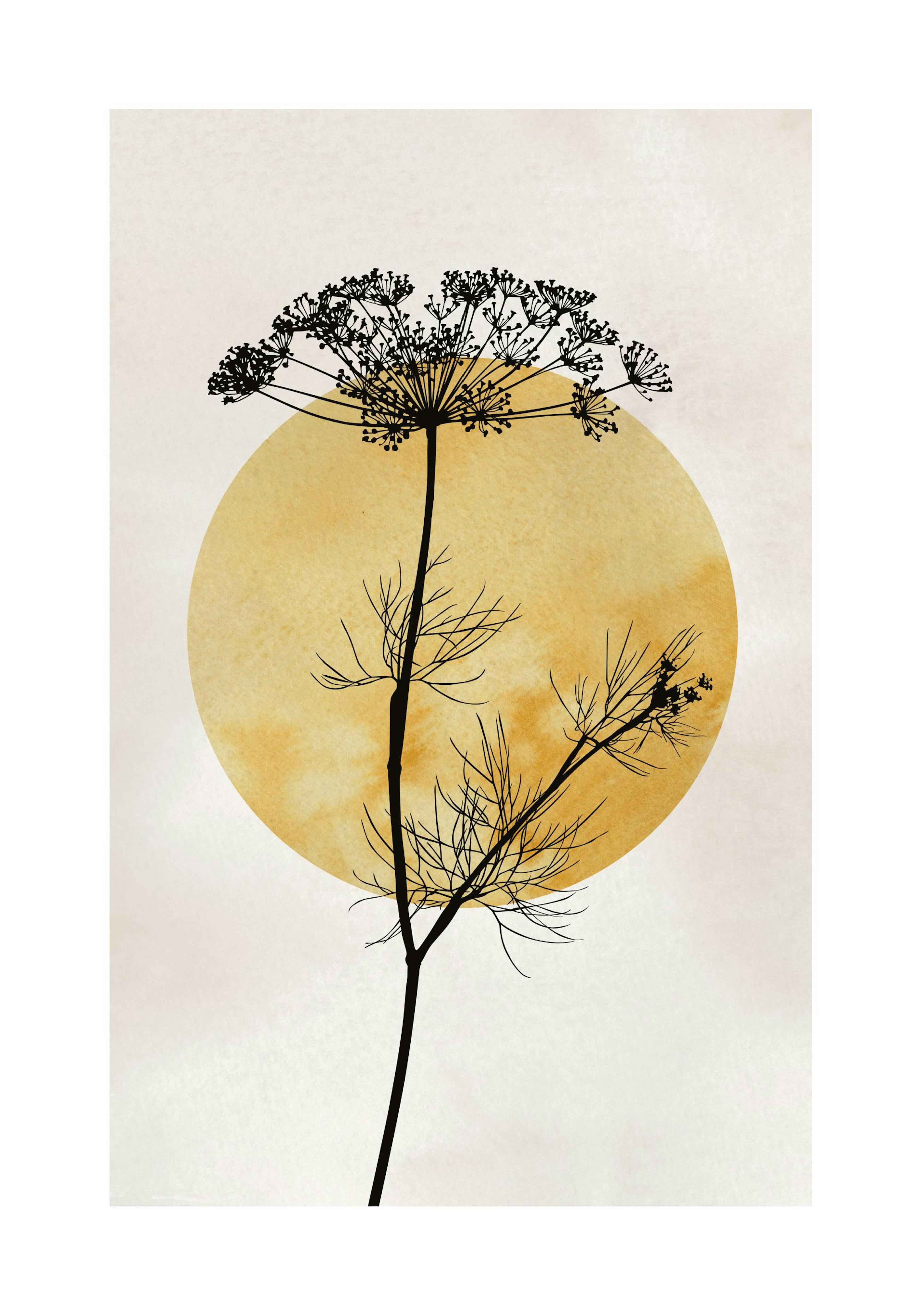 Anthriscus Silhouette Affiche