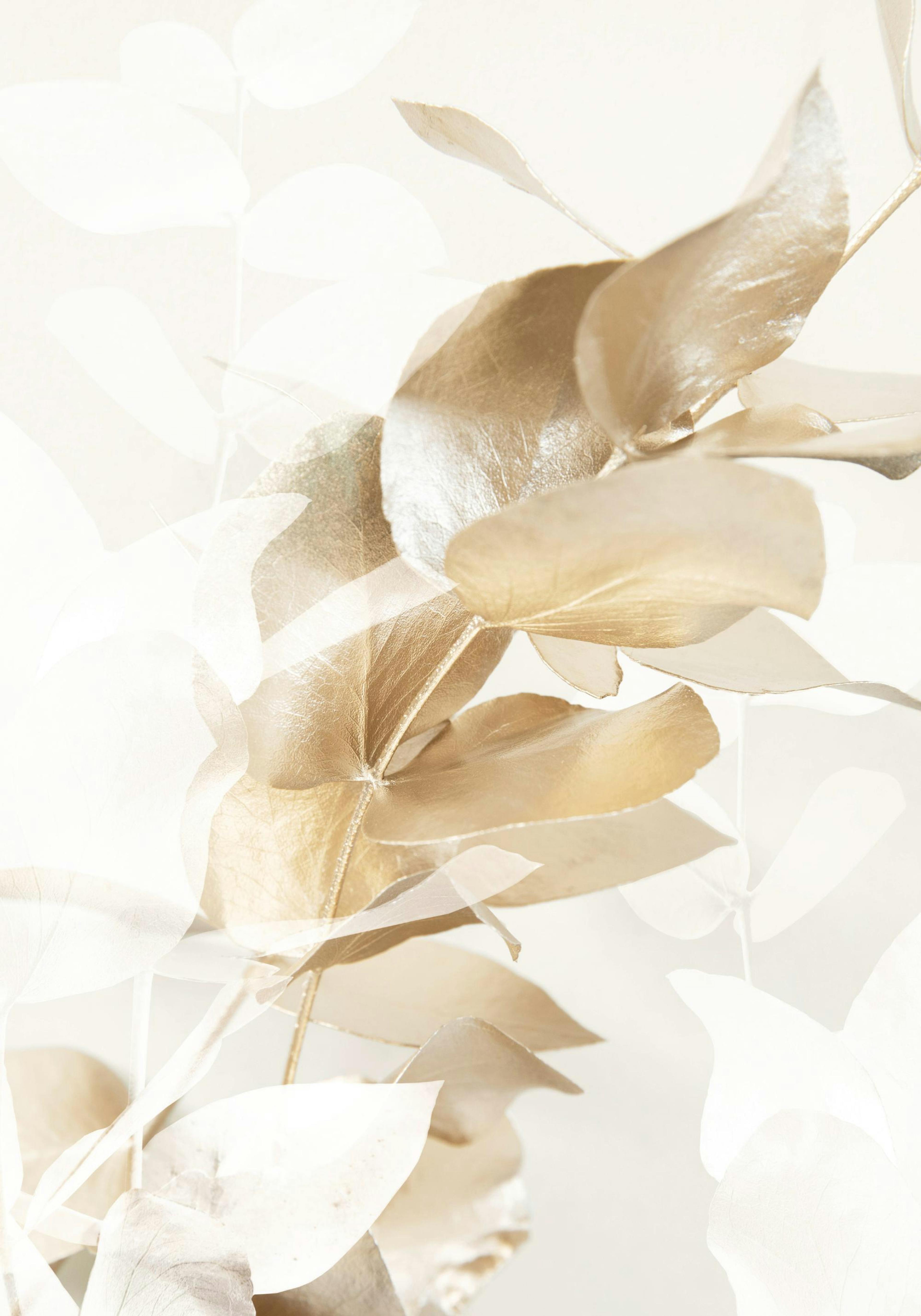 Golden Eucalyptus No1 Poster