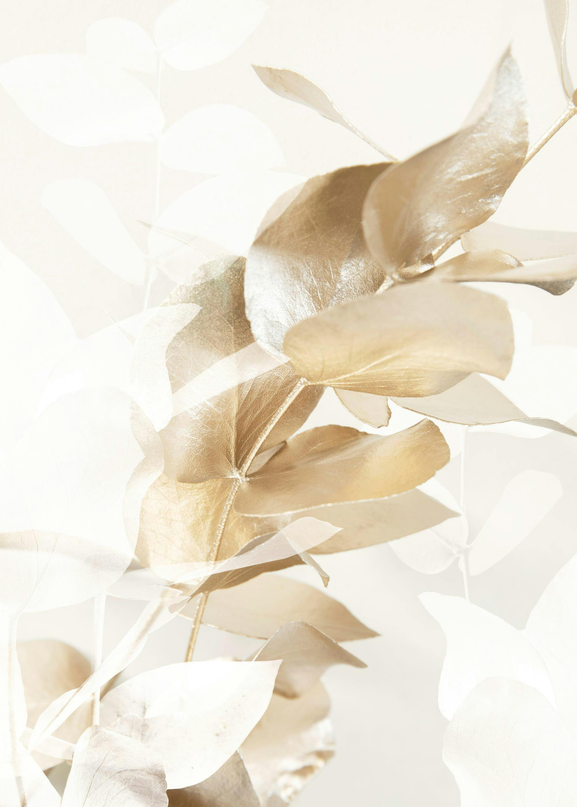 Golden Eucalyptus No1 Print 0
