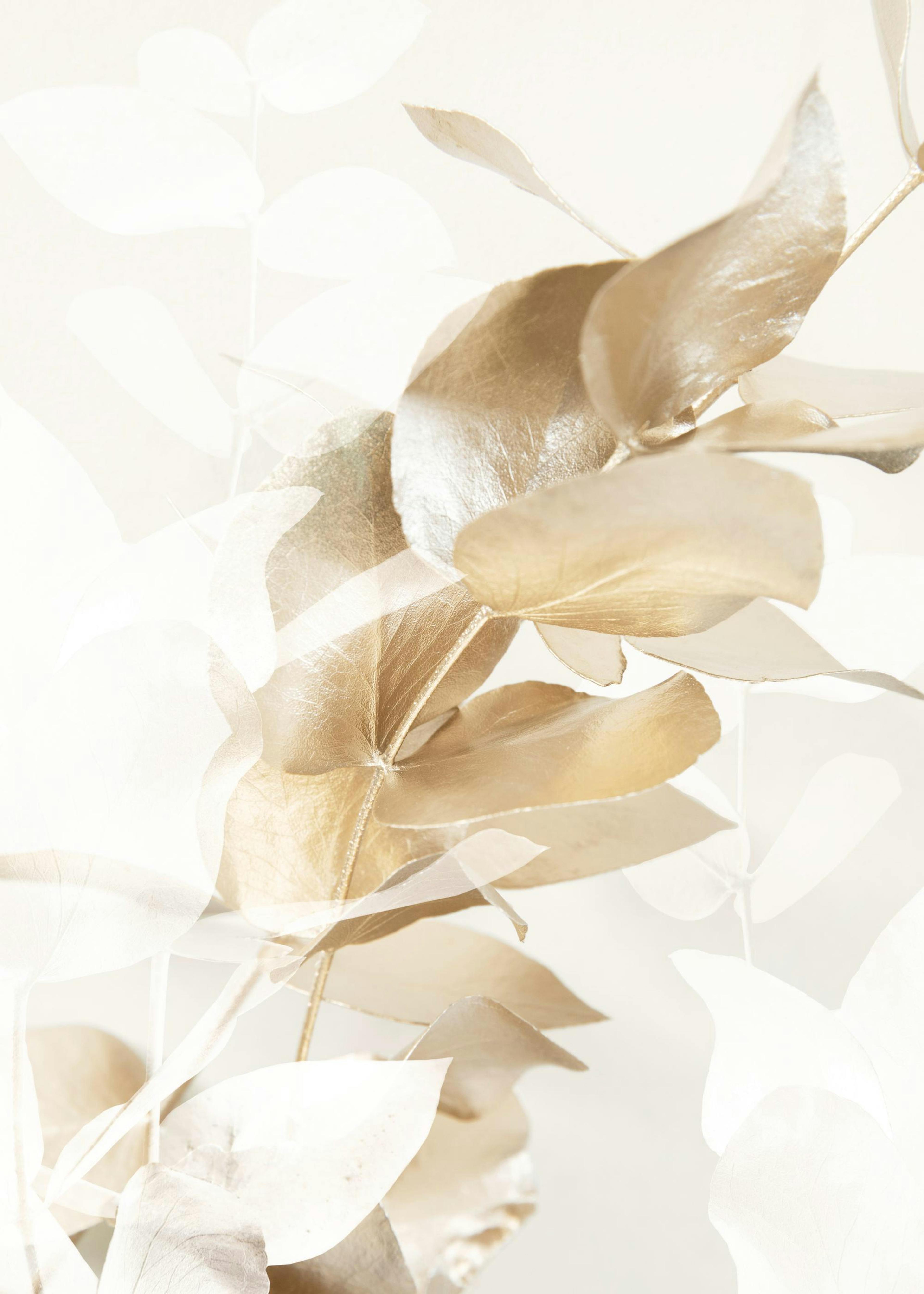 Golden Eucalyptus No1 Juliste 0
