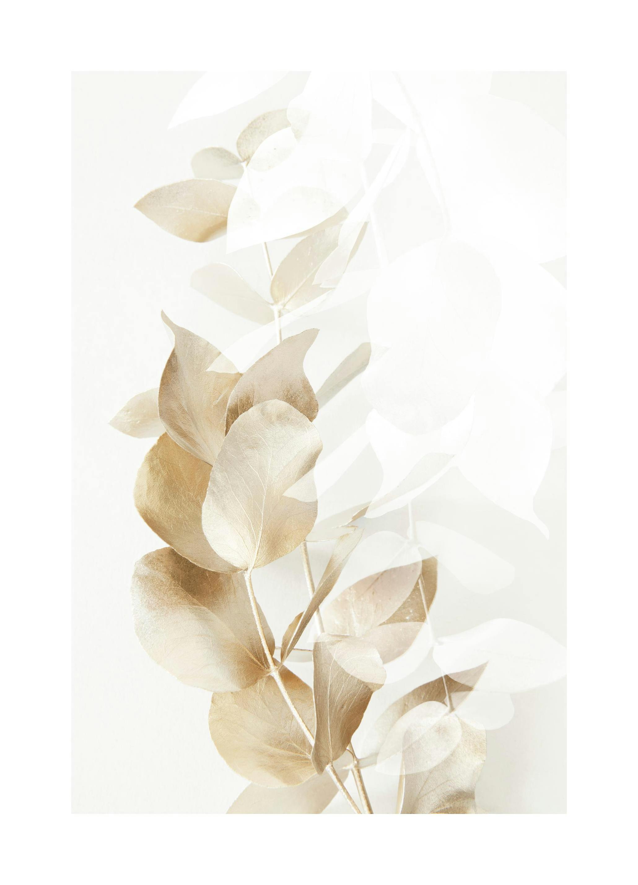 Golden Eucalyptus No2 Poster (50x70 cm) -  Poster mit Pflanzenmotiven