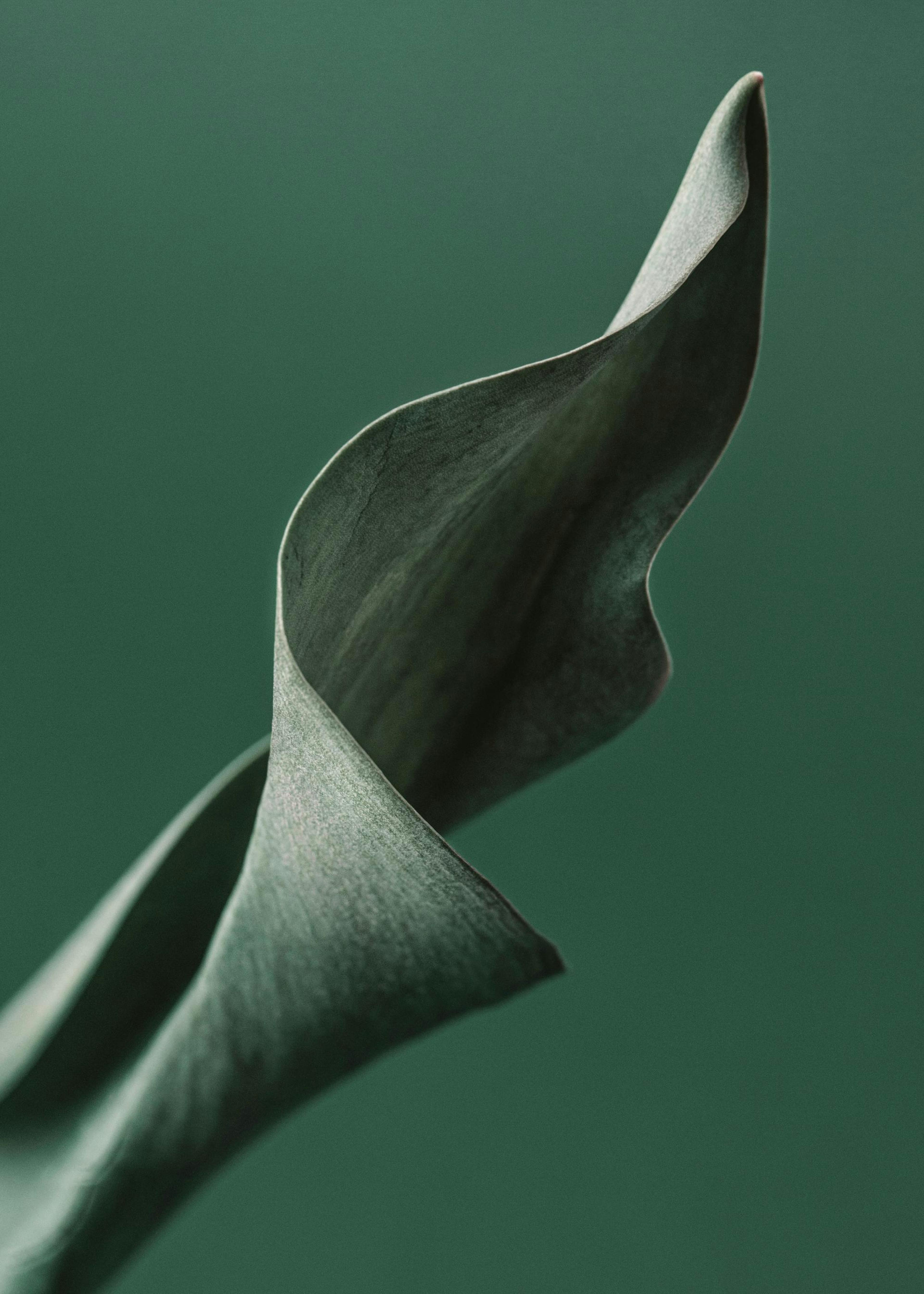 Green Tulip Leaf Poster 0