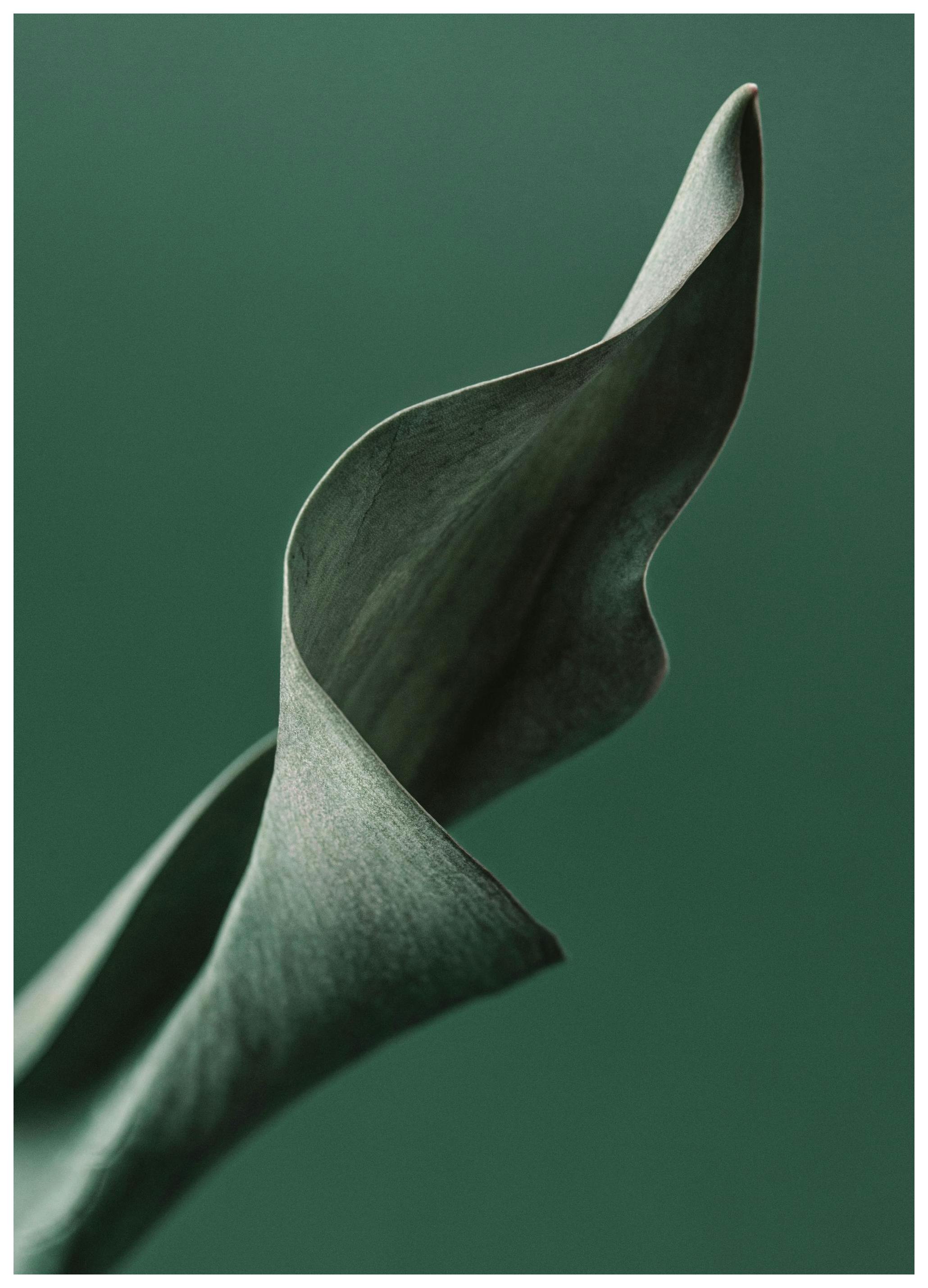 Green Tulip Leaf Poster (50x70 cm) - Groene planten