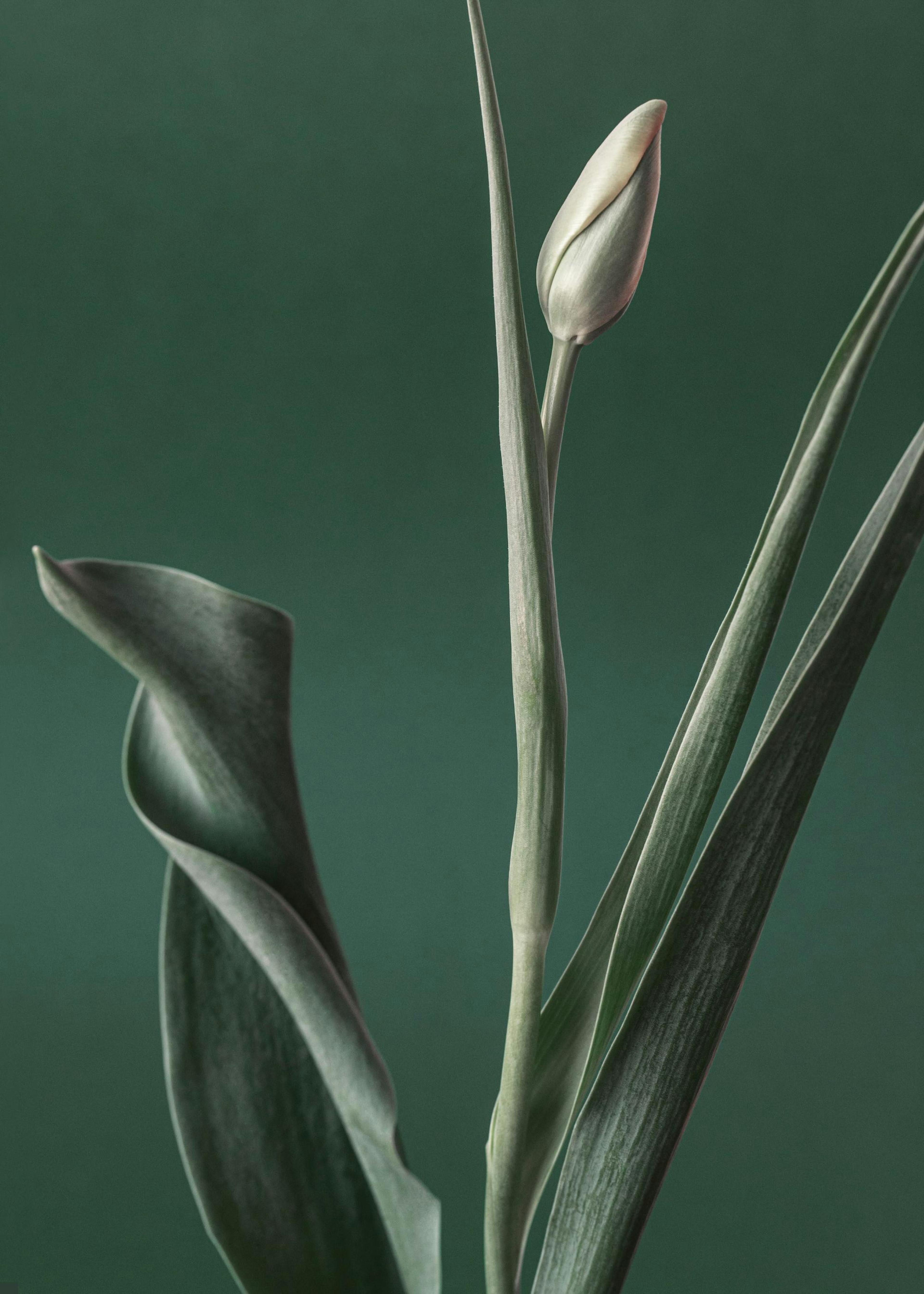 Green Tulip Bud 포스터 0