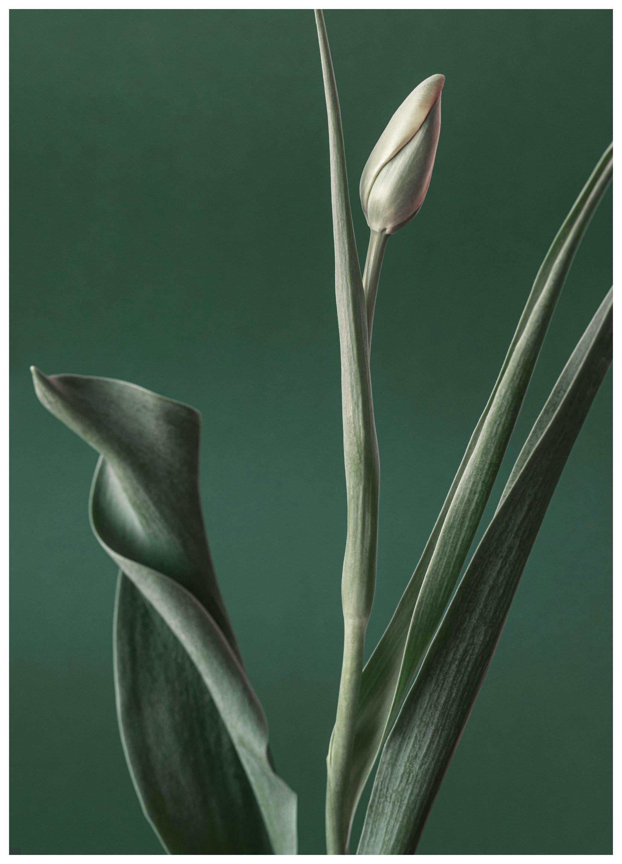 Prints - Green Tulip Bud Print (50x70 cm) - Floral prints