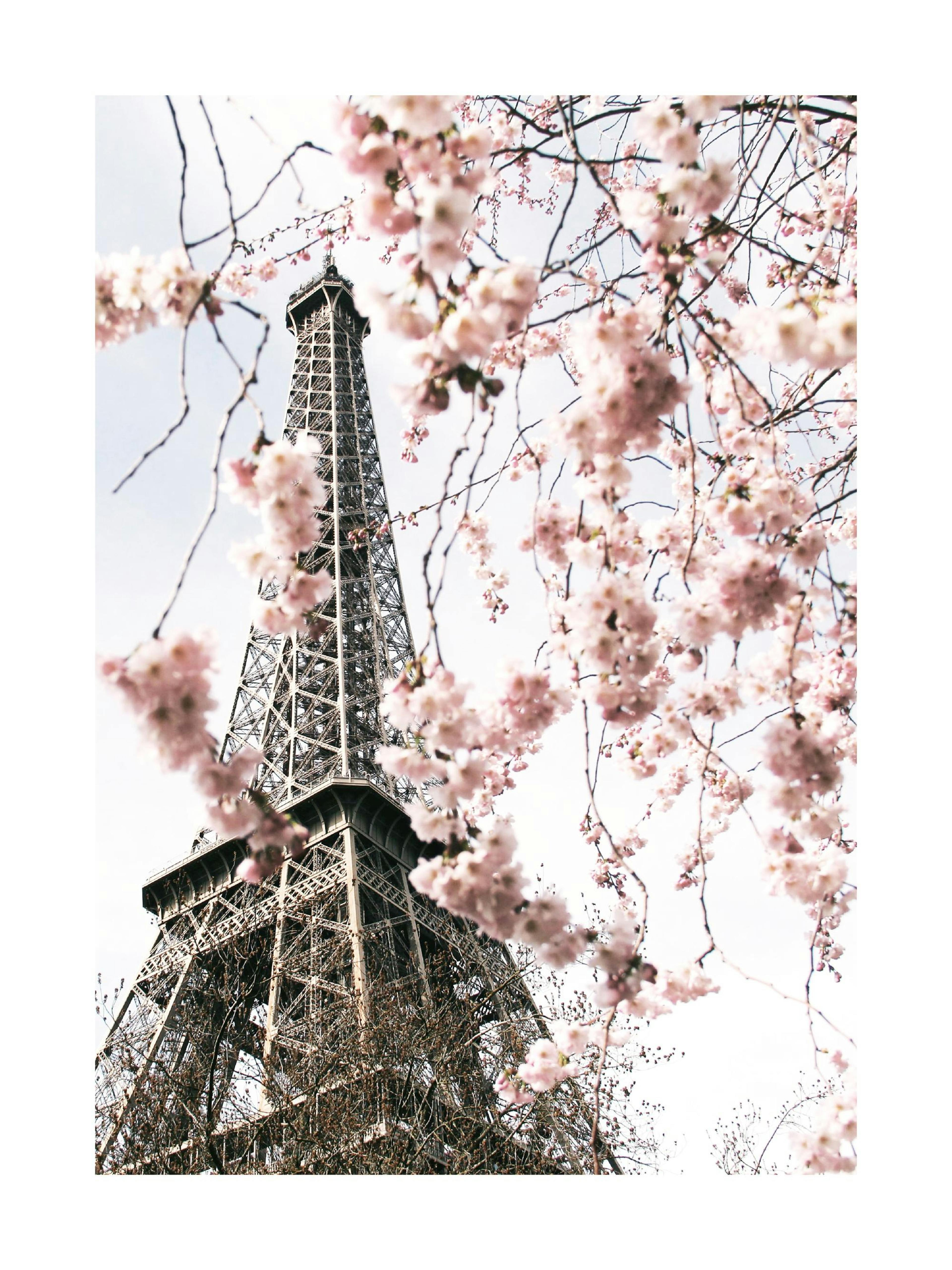Blooming Paris Poster