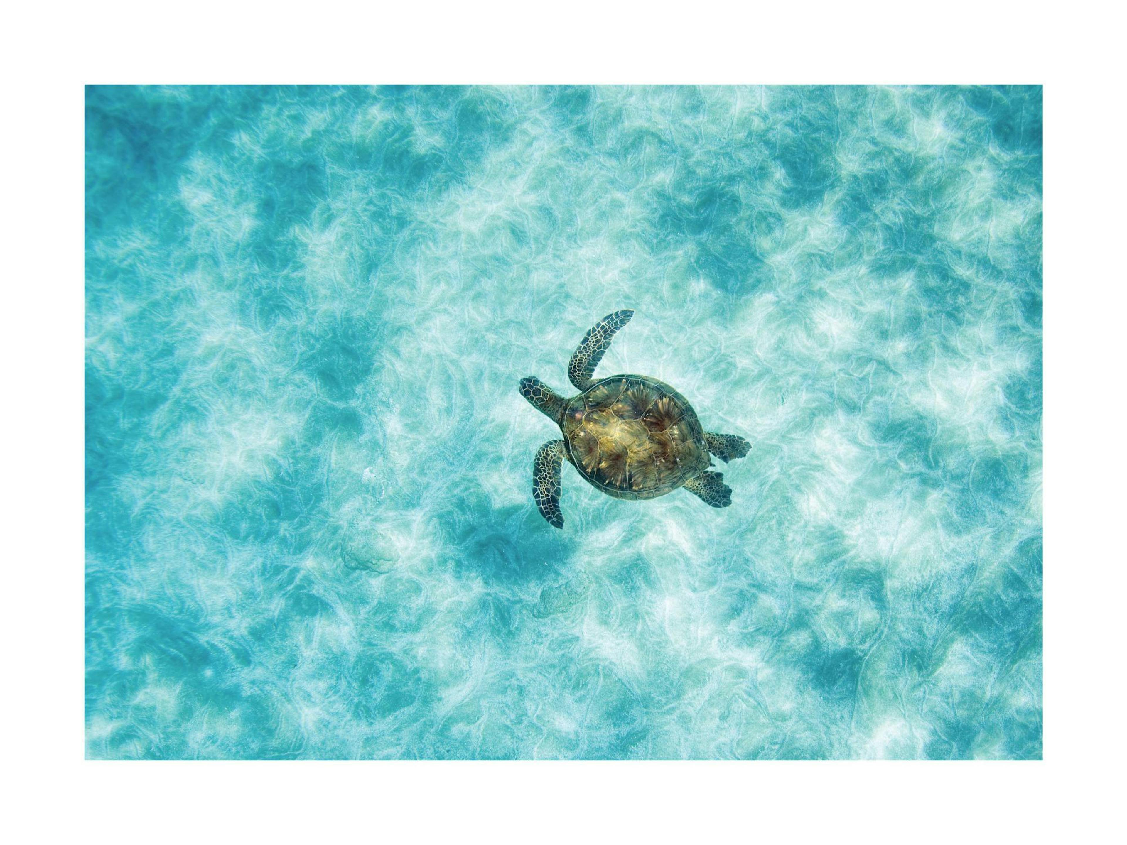 Green Sea Turtle 포스터