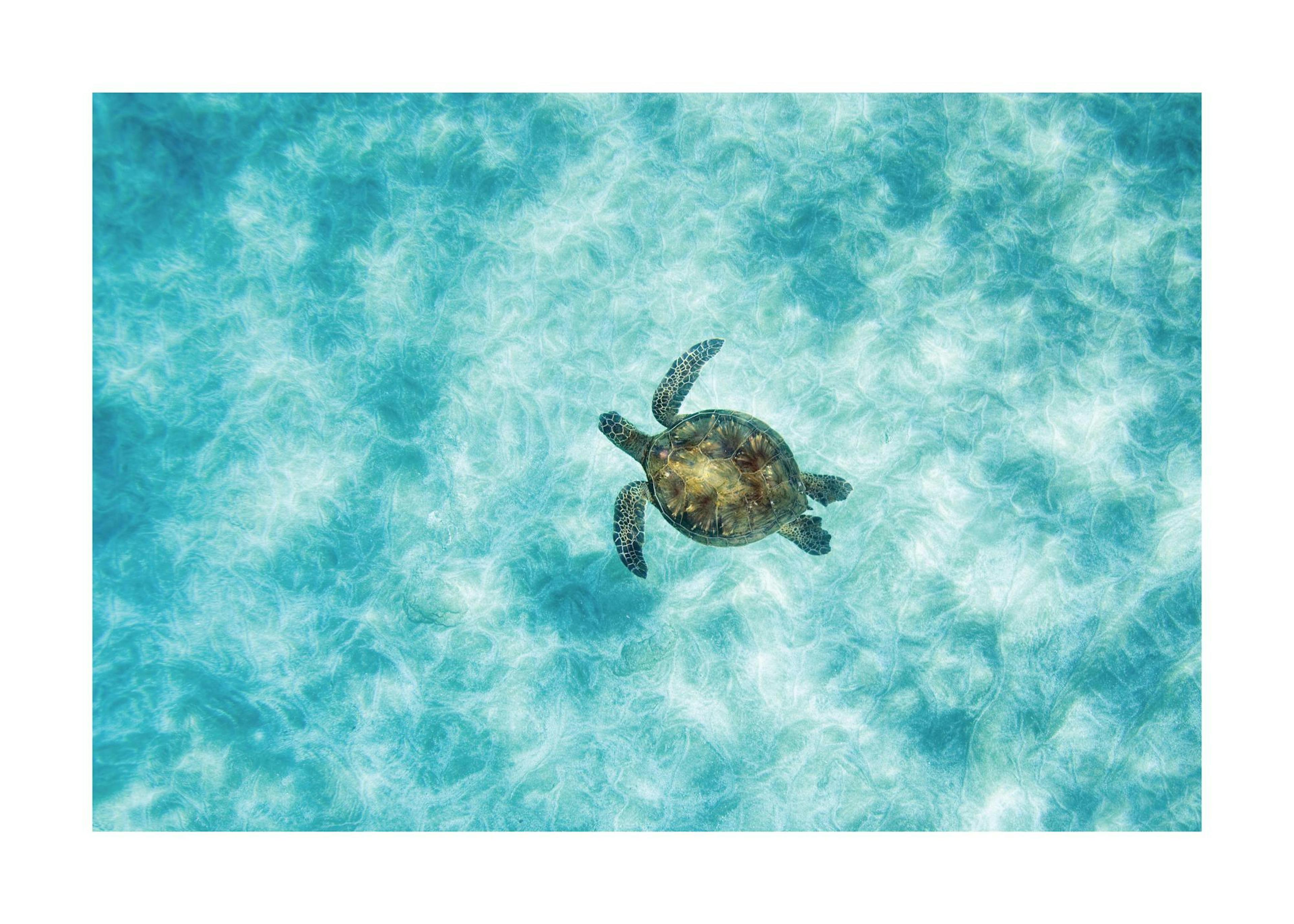 Green Sea Turtle Poster 0