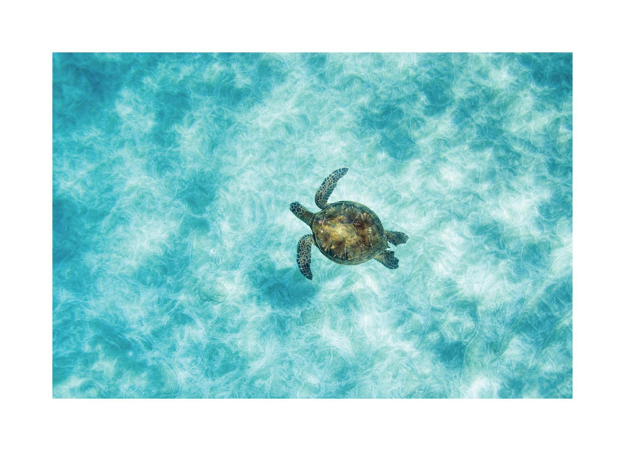 Green Sea Turtle Poster (50x70 cm) -  Bilder mit Tiermotiven