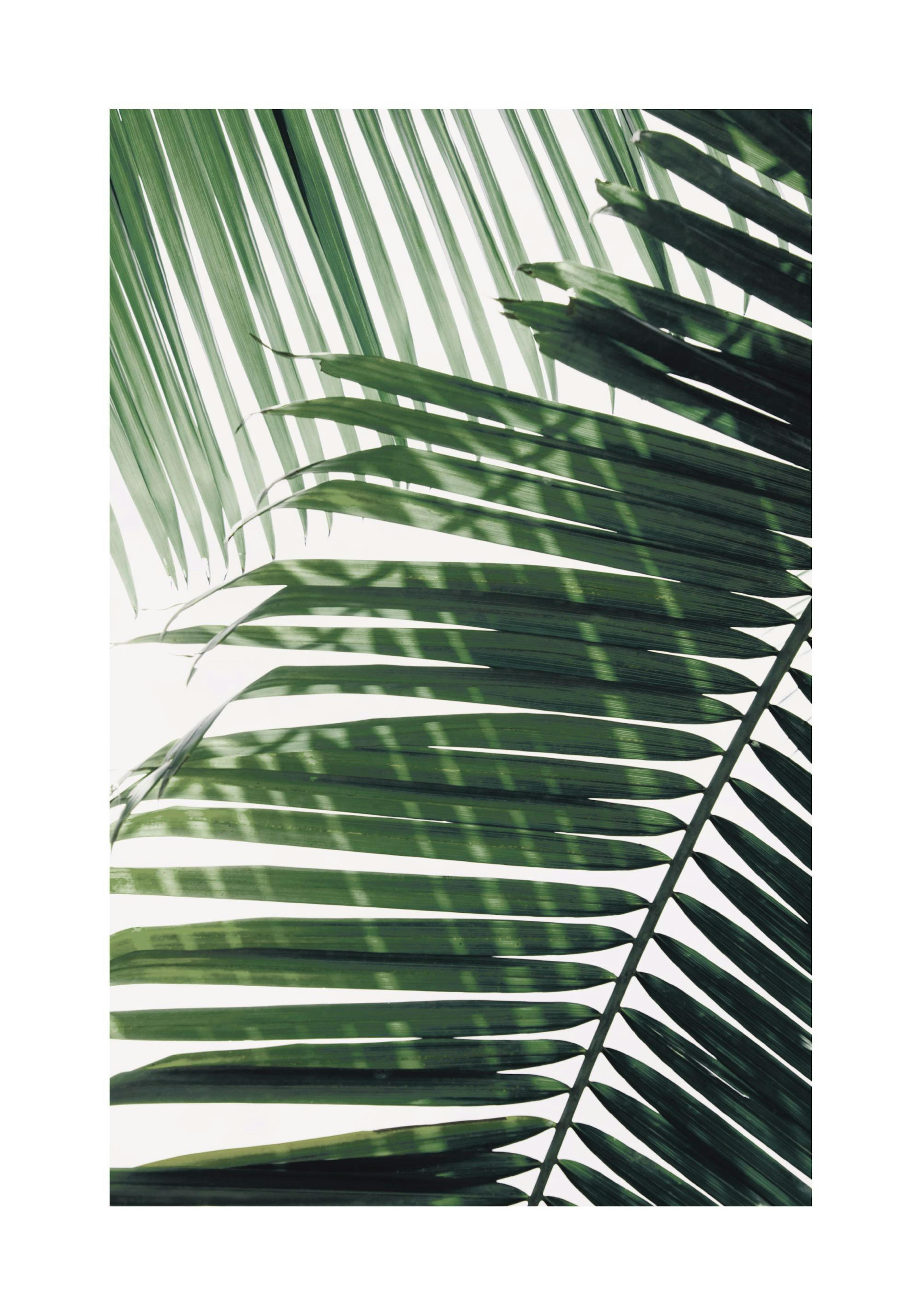 Sunray Palm Print