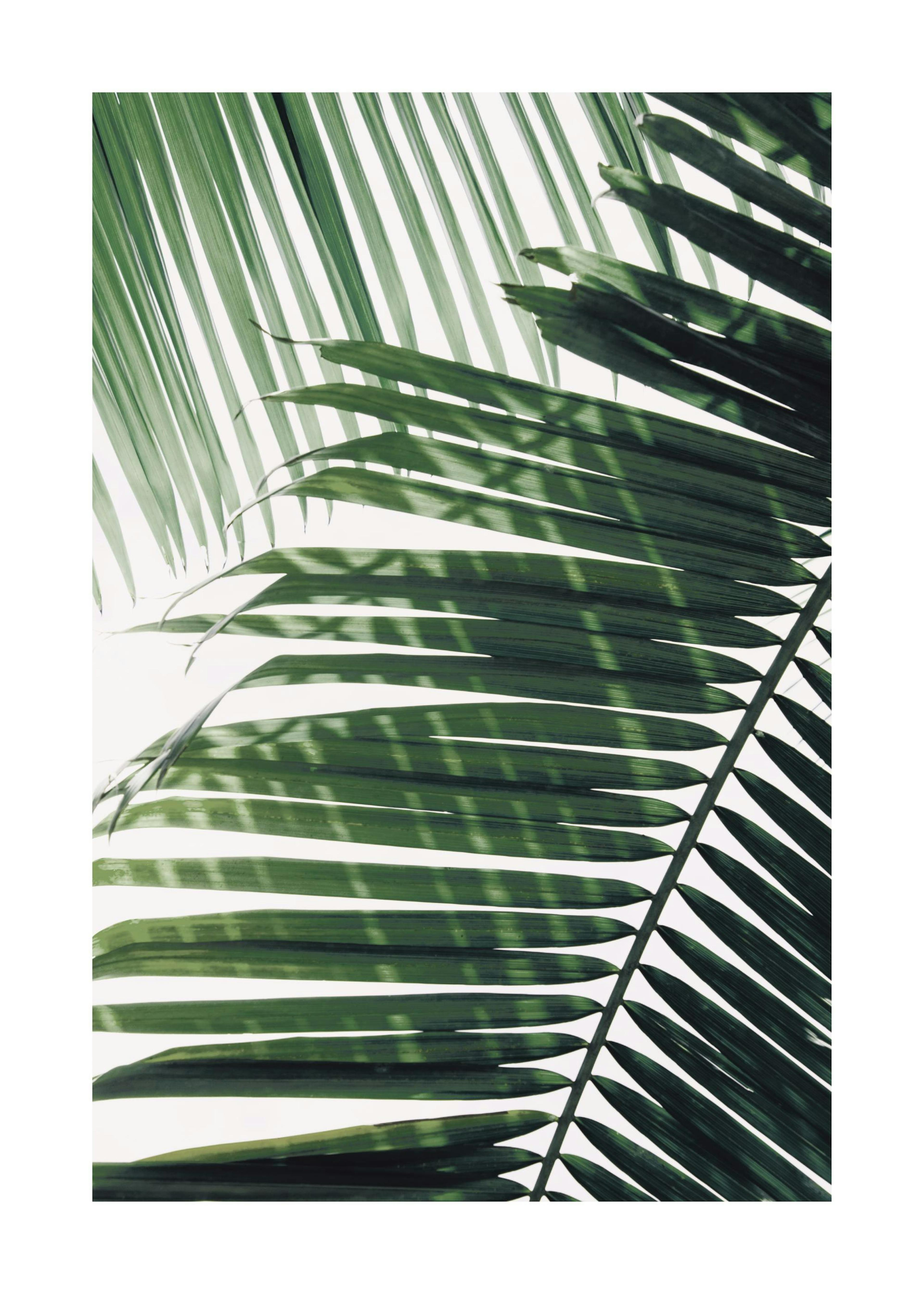 Sunray Palm Affiche 0