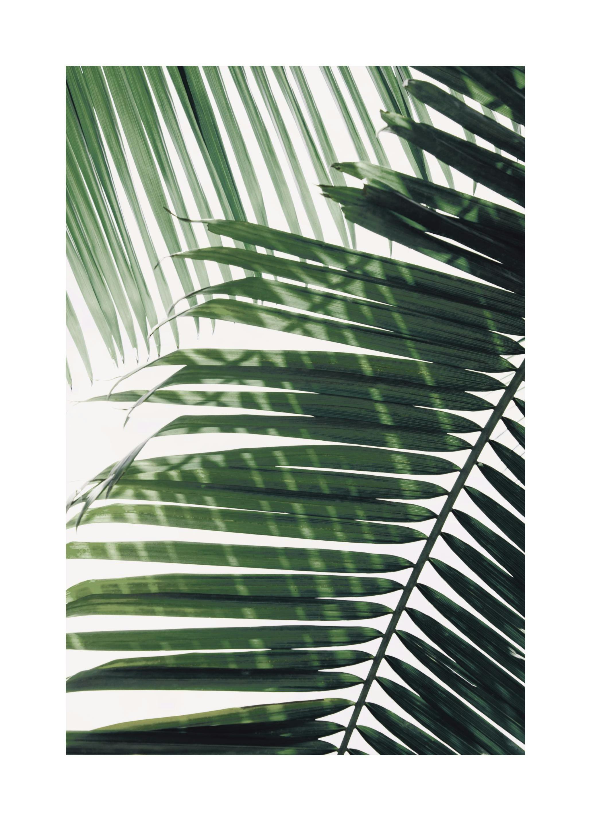 Sunray Palm Plakat (50x70 cm)- Fotografia