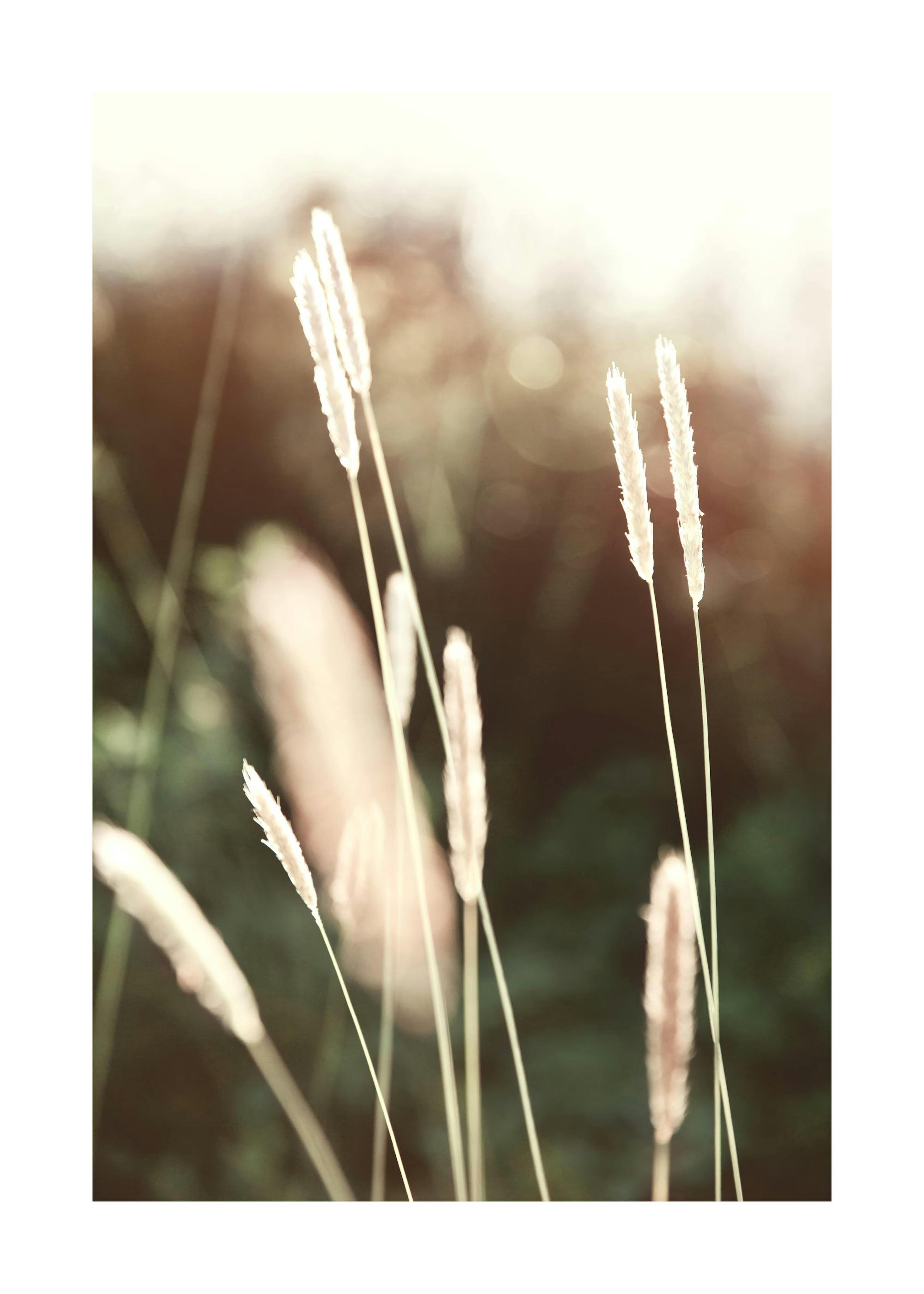 Evening Summer Field Poster 0