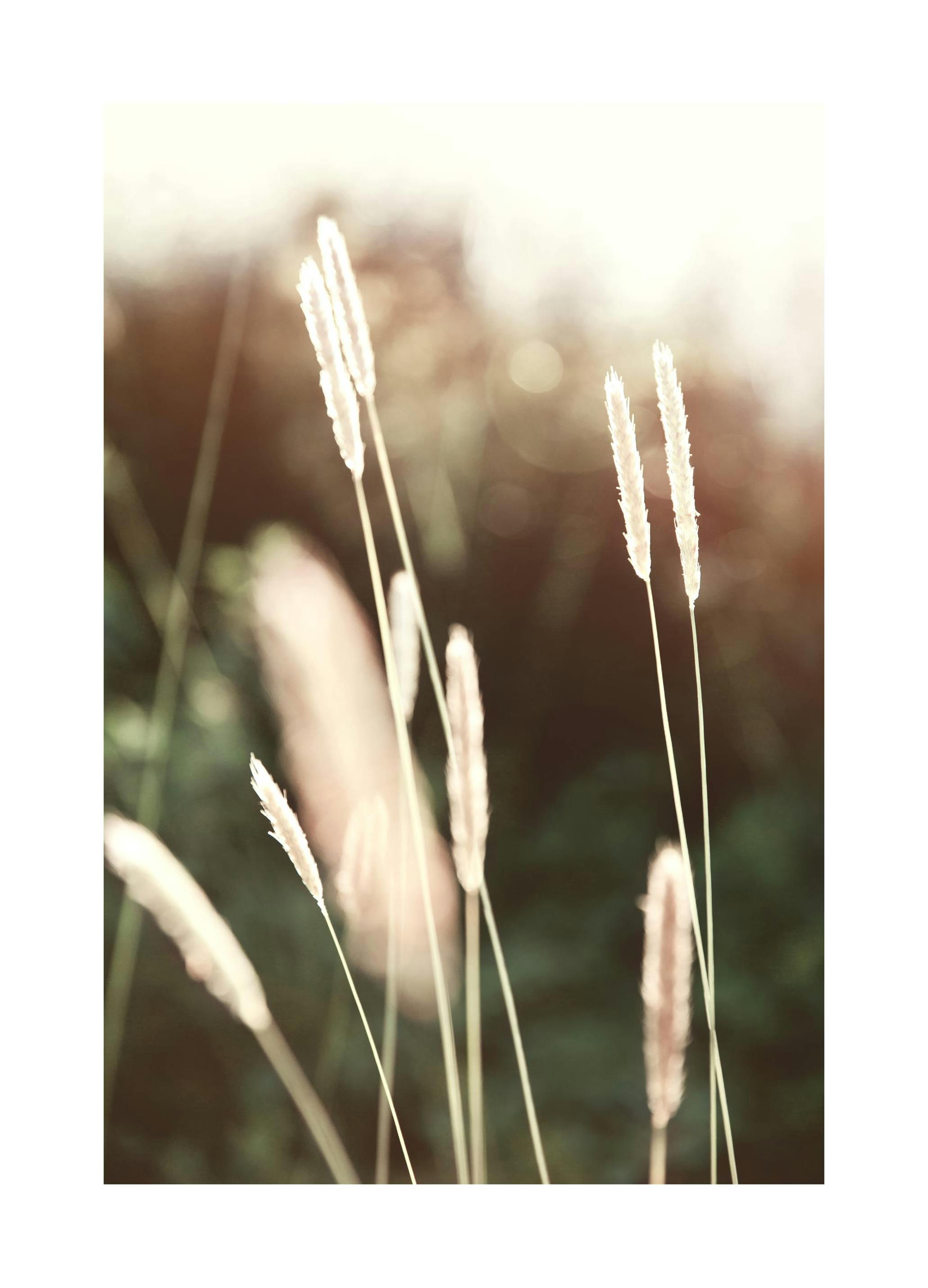 Evening Summer Field Poster (30x40 cm) -  Poster mit Pflanzenmotiven