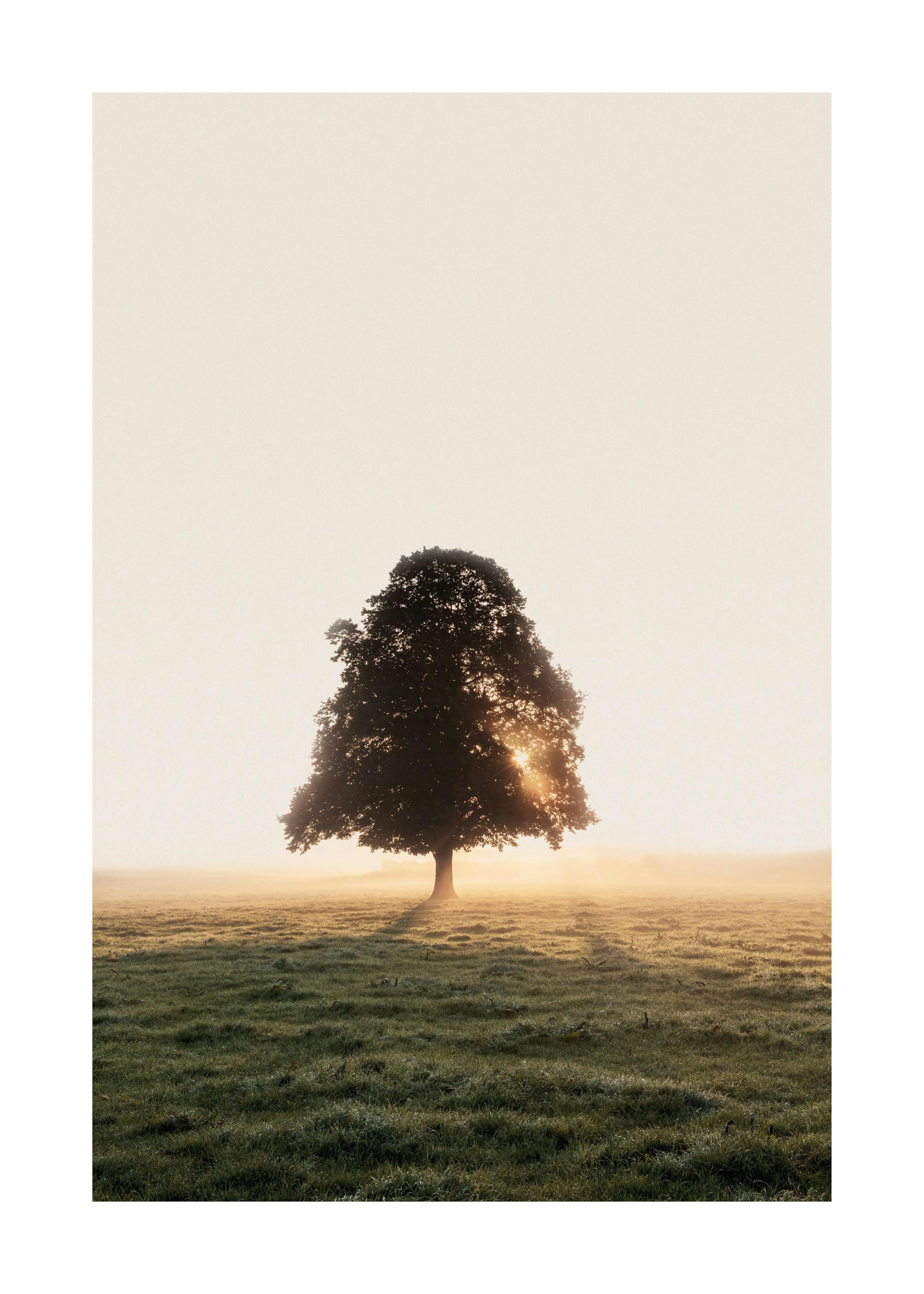 Misty Meadow Tree Poster 0