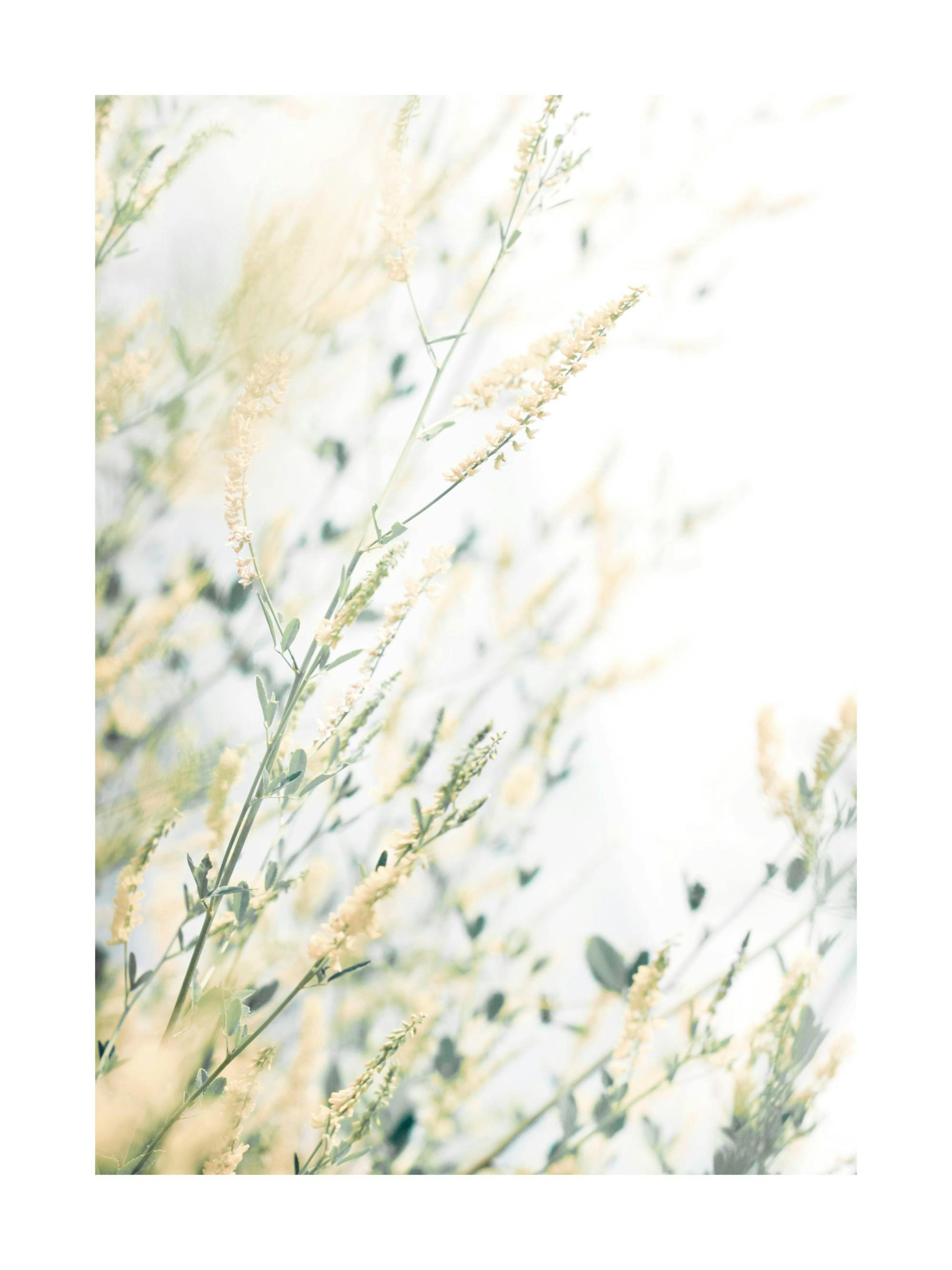 Light Floral Poster