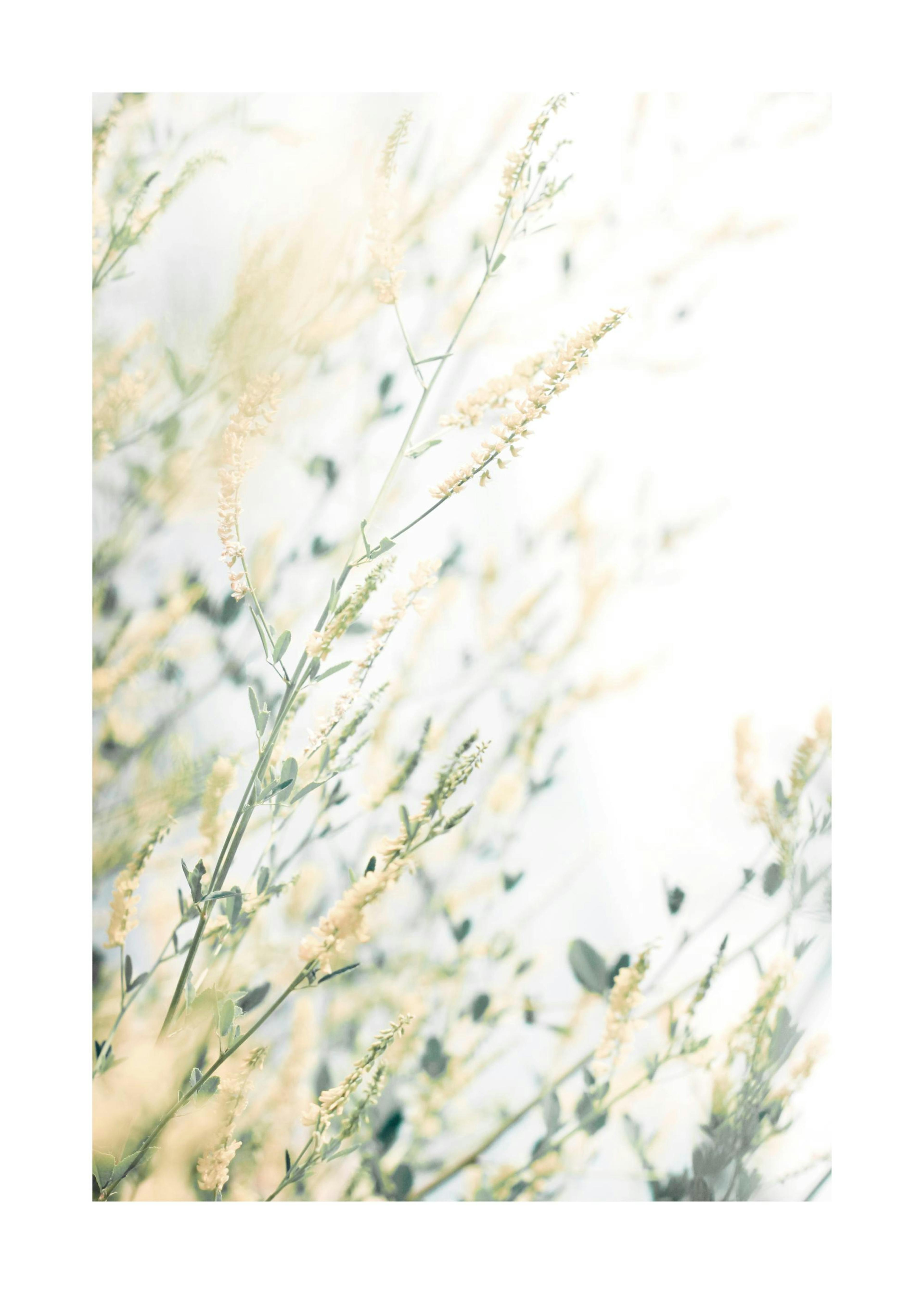 Light Floral Plakat 0