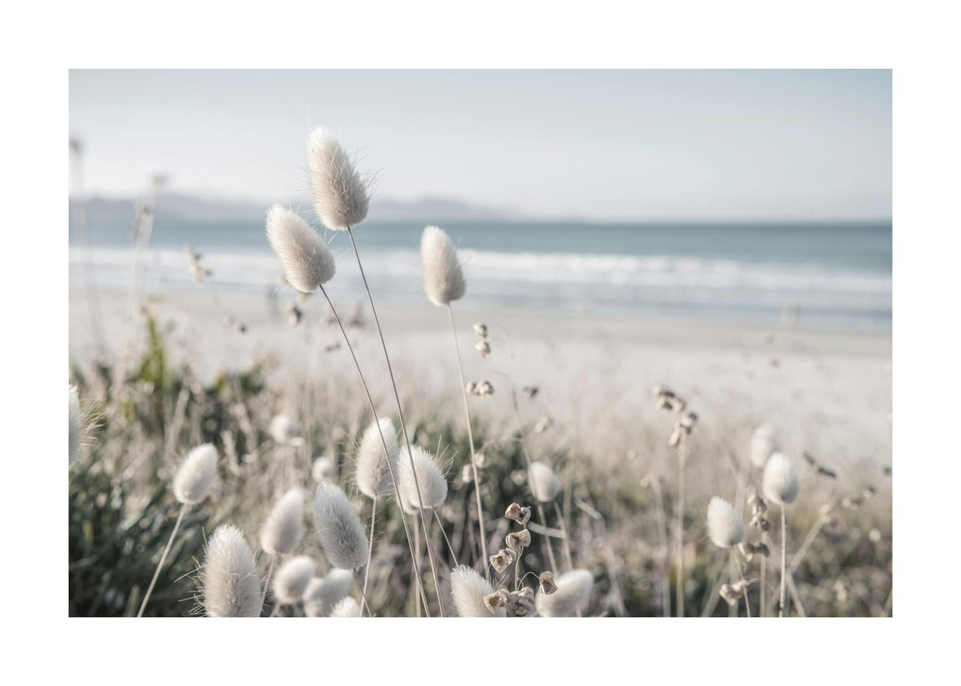 Beach Dune Grass Print 0
