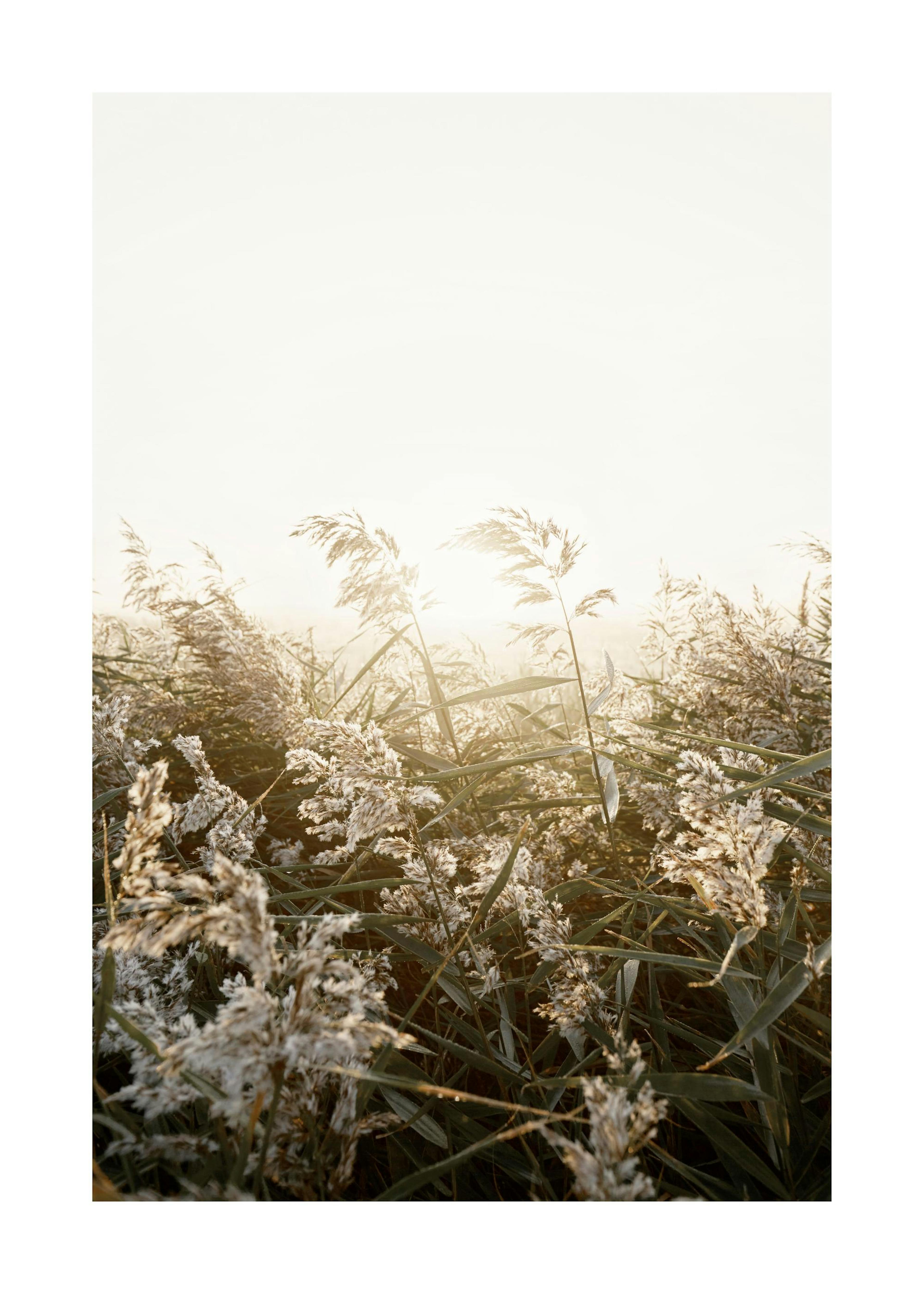 Sunny Field Plakat 0