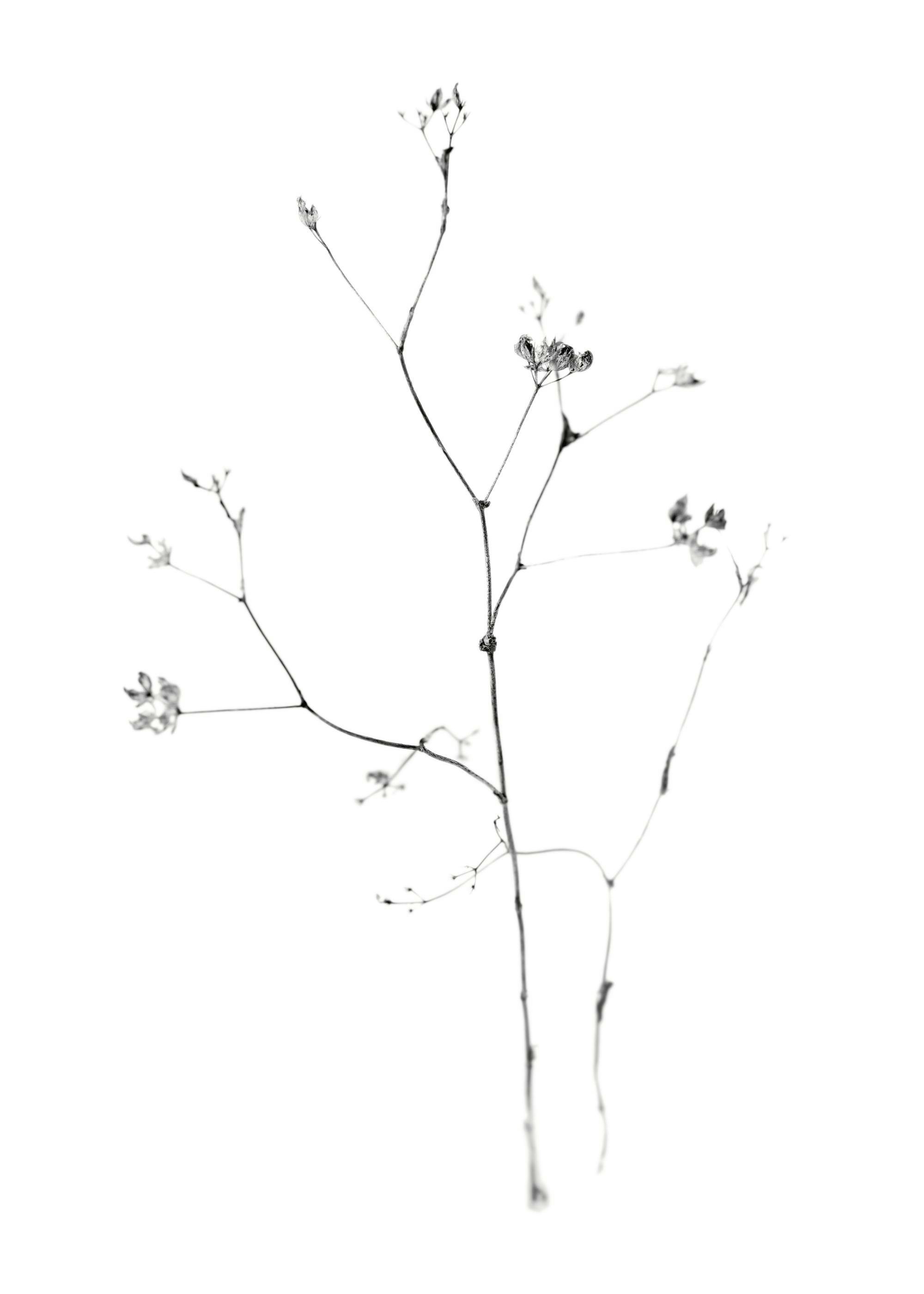 Fragile Flower Print 0